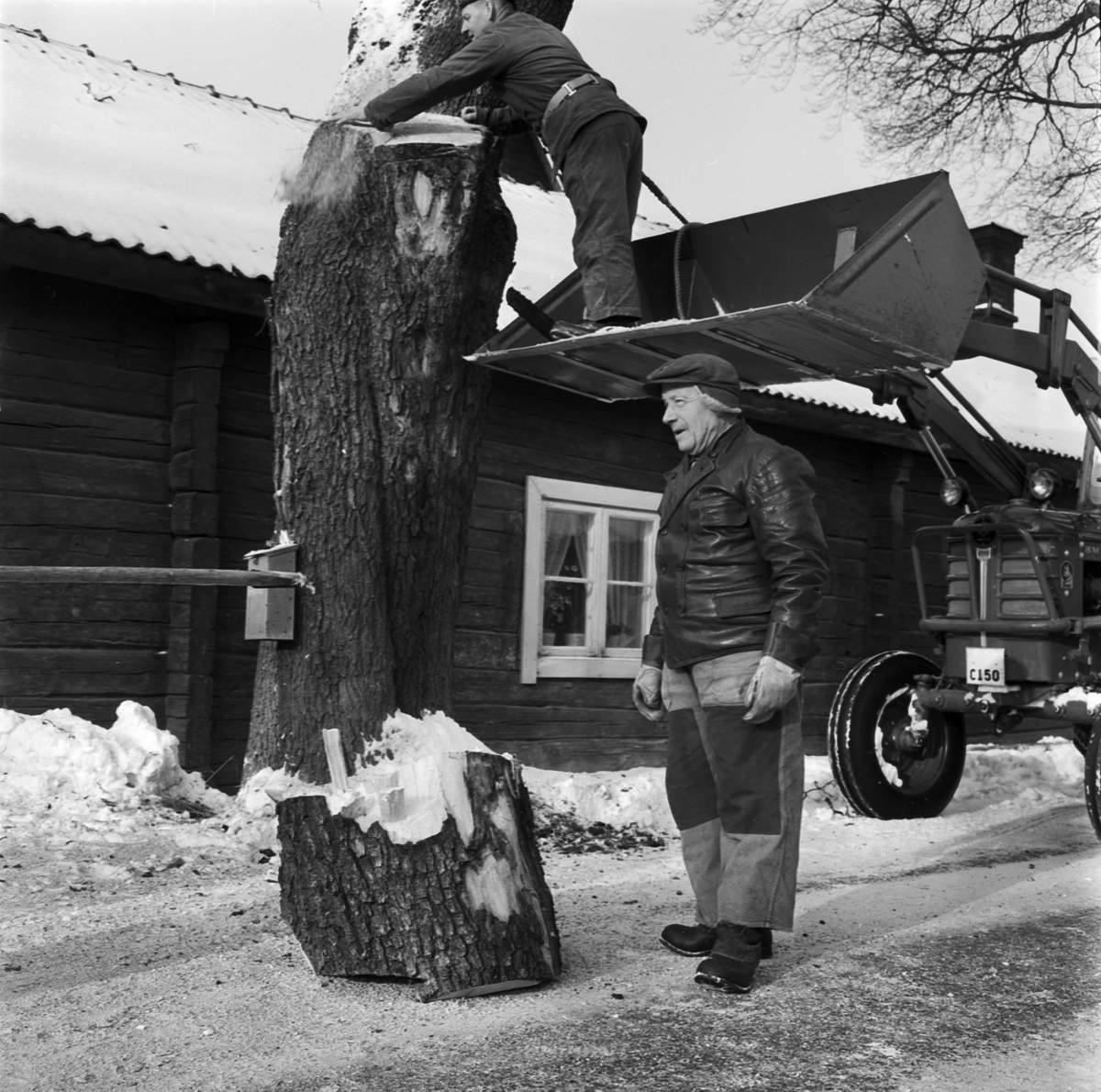 Trädbeskärning i Allé, Åkerby, Österlövsta socken, Uppland, februari 1969