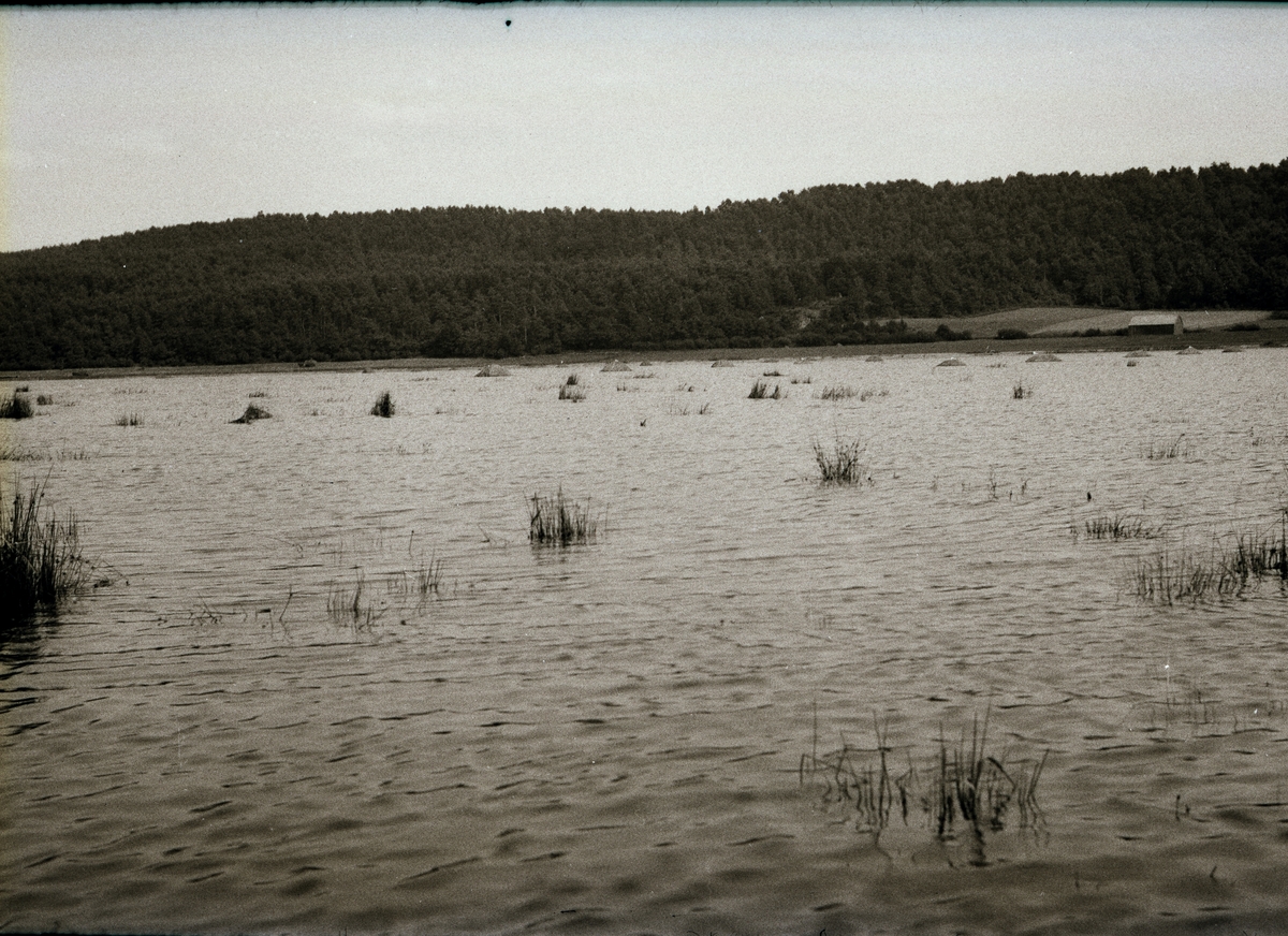 Översvämning av Veselången - en utdikad sjö på gränsen mellan Veddige i Halland och Horred i Västergötland. Höstackarna, som sticker upp ur vattnet, har inte hunnit bärgas i tid. Sjön Veselången sänktes 1855-1865 och blev då hälften så lång som tidigare. 1883 var den fortfarande sjö, då dess namn i ett lexikon ("Namn och bygd" av C M Rosenberg) beskrevs som stammande från 1300-talet (Uisulang) och kan tolkas som "långsjön i maden". Stammen anses vara vis-, som även finns i Viskan, och "visa" lär här betyda "fuktig ängsmark". Sjön har alltså dikats ut senare för att vinna odlingsmark, men fortfarande översvämmas dessa vid perioder med högt vattenflöde i Viskan, så Veselången återuppstår då i någon mening.
