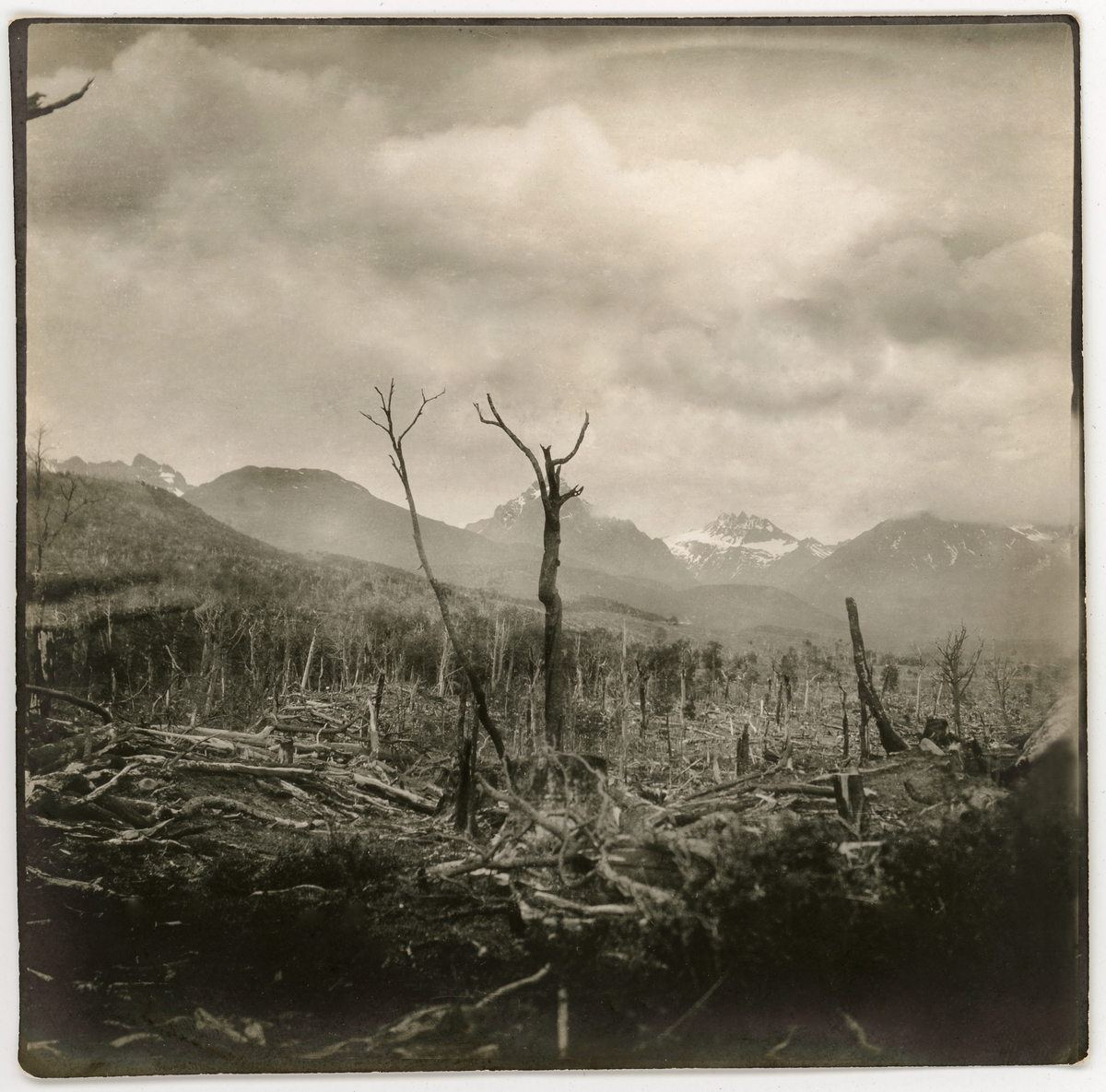 Ett kalhygge , bokskog i Eldslandet. Ushuaia, mitten av november 1903.