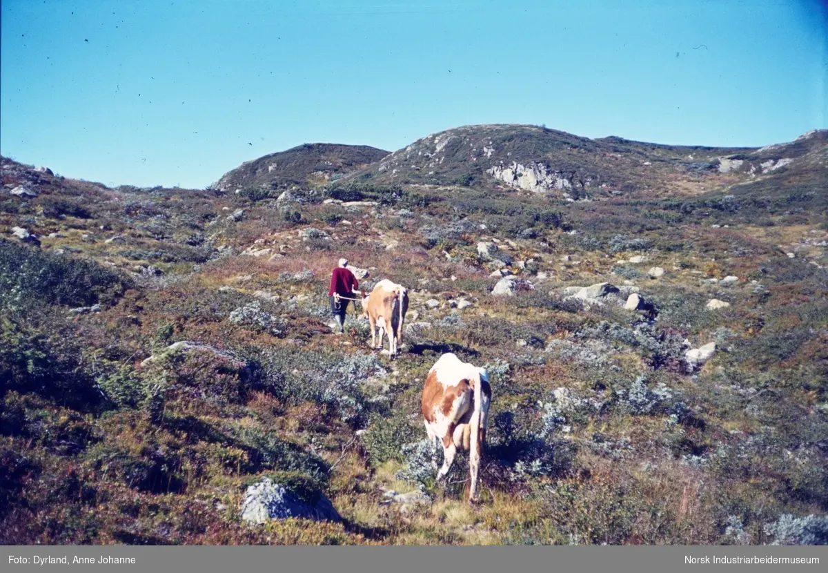 Margit Skinnarland med to telemarkskyr i fjellet
