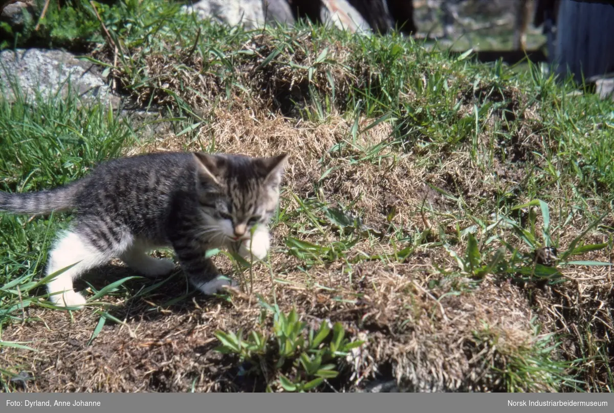 Kattepus i gresset på Skinnarland