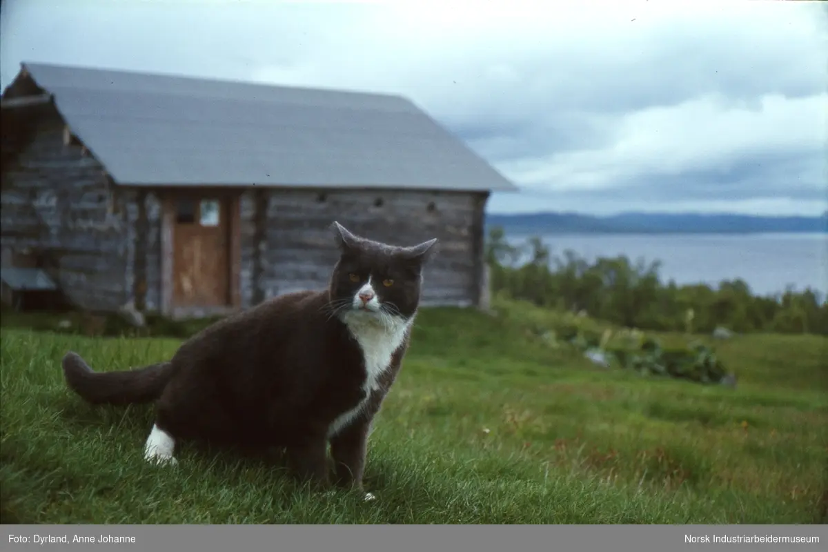 Katt ute i gresset foran laftet hytte og innsjøen Møsvatn på gården Vest-Førnes, Møsstrond