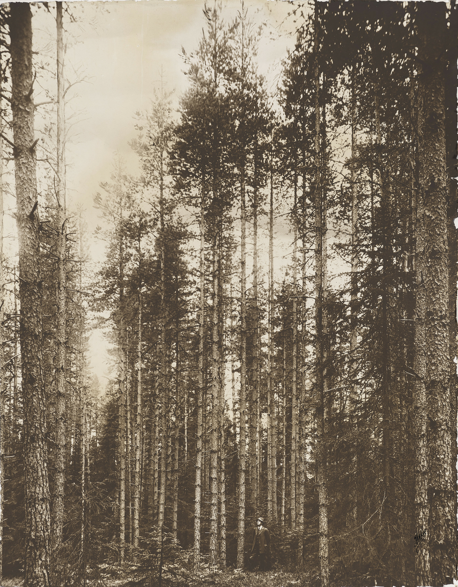 Landskapsbilde av skog, dokumentasjon av hogstflater og plantning av trær.
En mann med hatt og slips sees stående nederst i bildet. 