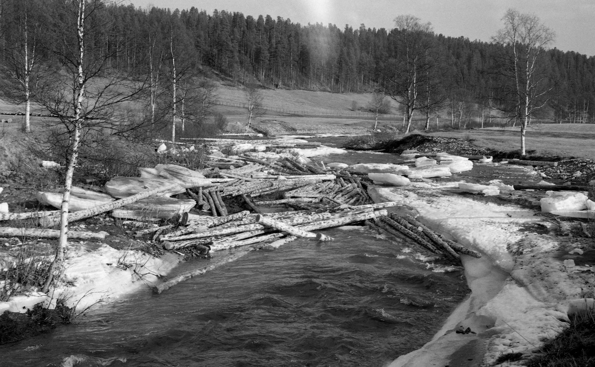 Tømmerfløting i elv, tømmer og is. Elva Fåa, Tynset, Hedmark.