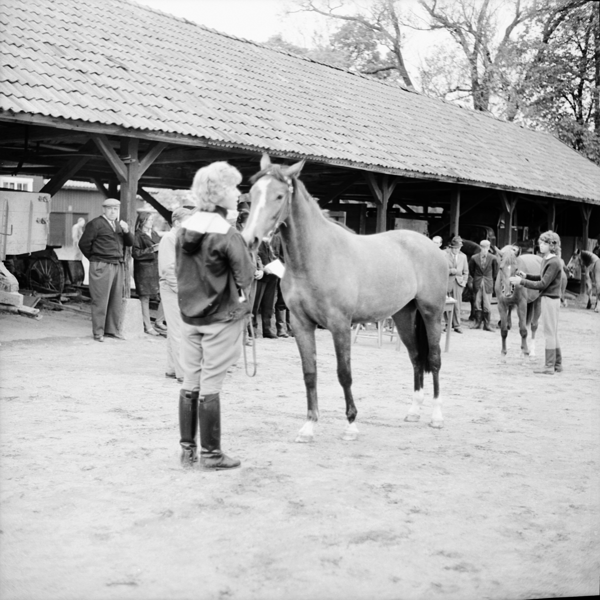 Lantbrukshögskolan, hästpremiering i Ultuna, Uppsala 1964