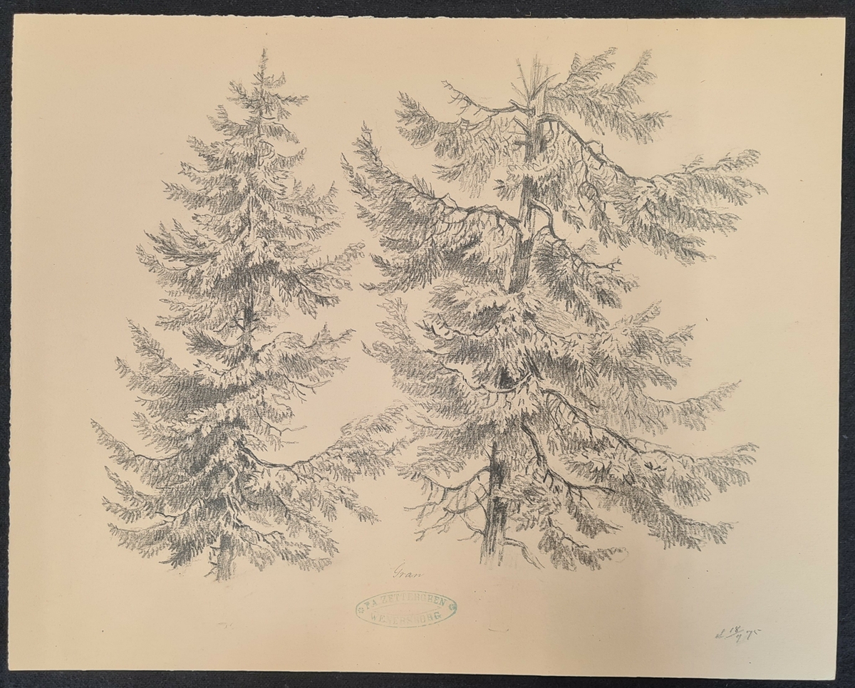 Teckning av F. A. Zettergren över ett träd, en gran. Teckningen är stämplad med F. A. Zettergren Wenersborg. Den är även daterad 18/9 1875.