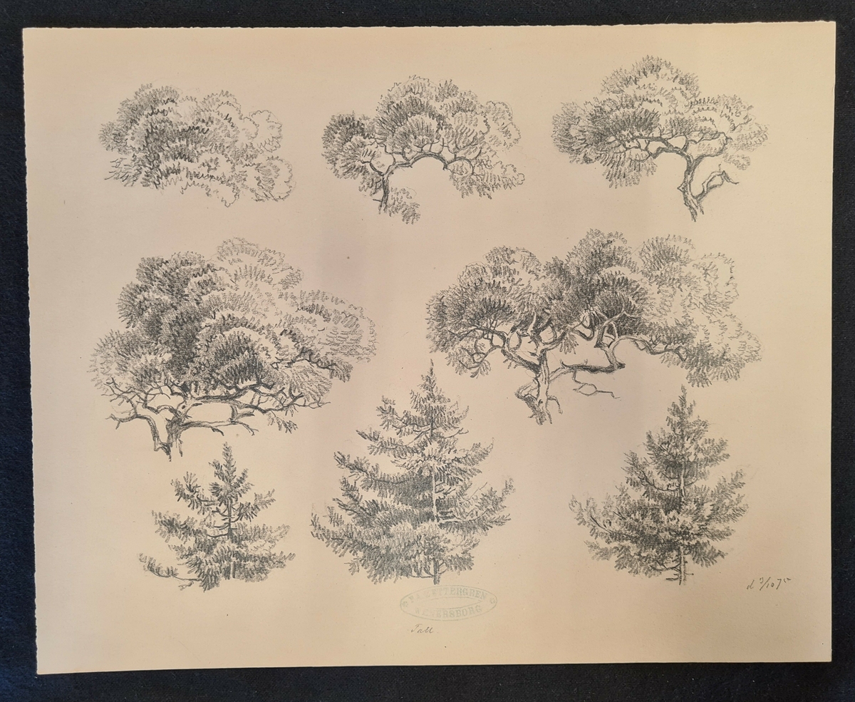Teckning av F. A. Zettergren över ett träds grenverk, en tall. Teckningen är stämplad med F. A. Zettergren Wenersborg. Den är även daterad 3/10 1875.