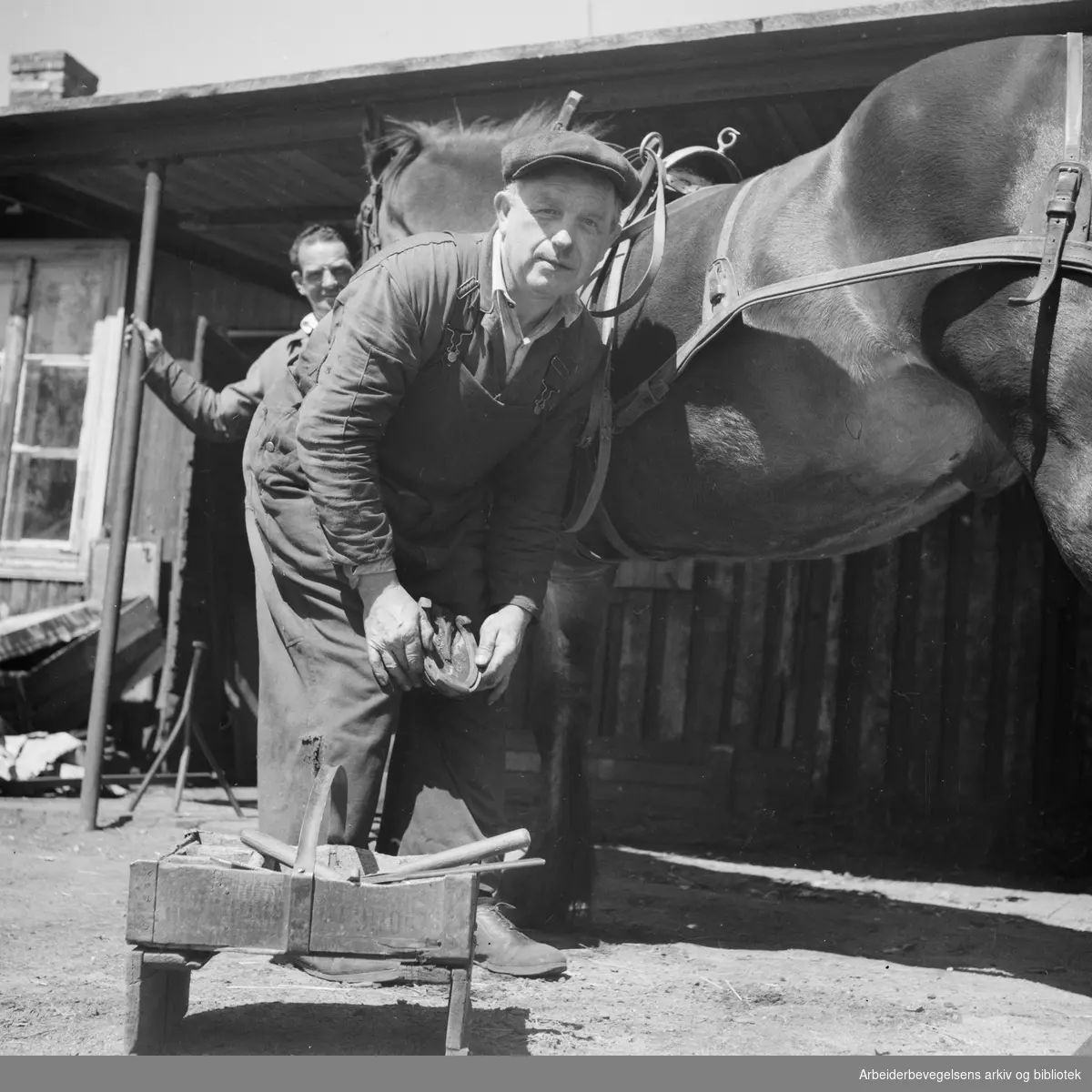 Hovsmedene O. Kittelsen og Georg Karlsen i Ulvensmia setter nye sko på hesten Brunen - fast ansatt i Oslo Veivesen. Juni 1952 ..