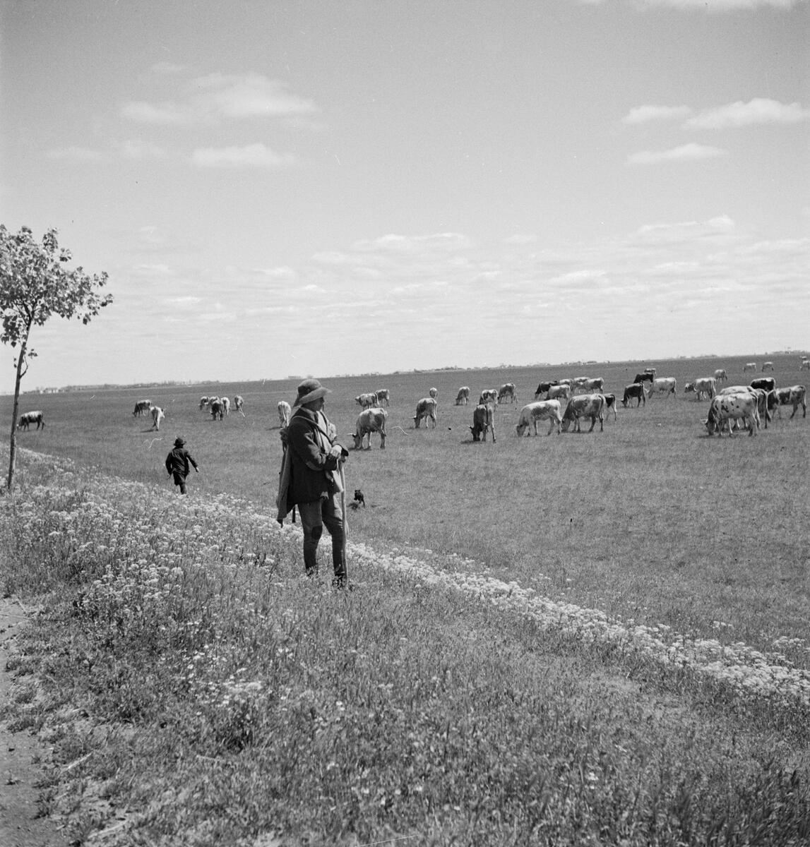 Betande boskap i Ungern. Tjeckoslovakien-Ungern-Österrike 1935.