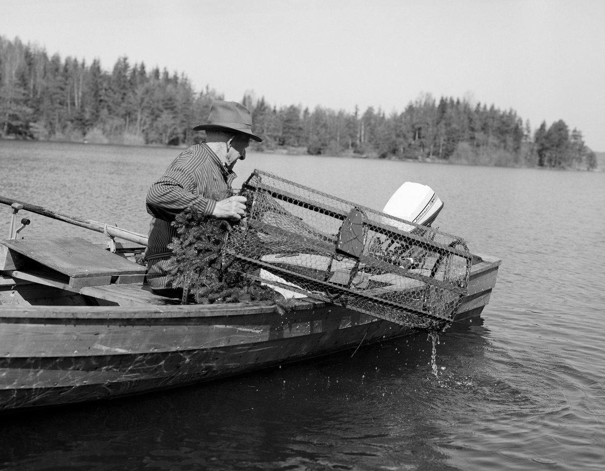 Yrkesfisker Paul Stensæter (1900-1982) fisker abbor med teine i Steinsfjorden, en sidearm i Tyrifjorden, i Hole kommune i Buskerud. Fiskeren er fotografert i en klinkbygd trebåt med tverr akterende, der det var montert en påhengsmotor. På båtripa holdt Stensæter ei teine, et tilnærmet sylindrisk innstengingsredskap med en traktformet åpning i den ene tverrenden. Teina var lagd av hønsenetting og trespiler. Stensæter var kledd i busserull og hadde hatt på hodet.

Åsmund Eknæs fra Norsk Skogbruksmuseum hadde mye kontakt med Paul Stensæter. I 1975 oppsummerte han intervjuinformasjon og observasjoner han hadde gjort i en artikkel der han skisserte årssyklusen i Stensæters fiskerivirksomhet. Om vårfisket etter abbor skrev han blant annet:

«På overgangen mellom vinter og vår, i mars-april er det en stille periode før det hektiske vår- og sommerfisket. Flere av de viktigste fiskeartene i Steinsfjorden har gytetid i mai-juni og fisket drives mest effektivt i denne tida. De tre aktuelle arter er gjedde, brasme og abbor. I tillegg kommer et ikke ubetydelig krepsefiske seinere på sommeren. ....

Som nevnt under gjeddefisket er abboren viktig som agn på reiven. Men det er først og fremst som matfisk den har sin betydning. Abboren var høyt skattet av mange, og de store fangstene som ble gjort i gytetida om våren og seinere på sommeren var det ikke vanskelig å finne avsetning for.

I gytetida er ruser eller "teiner" det mest effektive redskap. Den eldste typen av slike teiner ble laget ved at det først ble slått en sirkel på bakken, lik diameteren på teina. Så stakk de pinner nede i bakken langs sirkelen og fikk hovedformen. Disse langsgående pinnene ble holdt sammen av en tverrfletting av tynne kvister. I toppen ble det satt igjen et rundt hull med lokk til uttaging av abboren. Kalven ved inngangen, som hindret fisken i å komme ut igjen, flettet de i lindebast.

En type besto av langsgående pinner trukket med garnvev dannet overgangen til de teinene som brukes i dag. Disse er sylindriske og trukket med netting. Kalven er av garnvev.

Hvis vi skal sammenligne disse ulike typene av teiner for å se hvem av dem som fisket best, ser det ut til å være vanlig mening at utseendet minner mest om kvistvaser av det slaget som abboren gjerne legger rogn i.

Det kanskje mest effektive redskap på abboren var reiven. Når to stykker fisket sammen var det mulig å ha abborreiv med opptil 1 000 kroker. Disse hang i ca. 30 cm lange tamser med 2 favners mellomrom. Vi fikk altså her ei line på omkring 4 kilometers lengde! Reiven ble ikke satt på samme sted to dager i trekk. De satte den "bassenget rundt", dvs. at de fulgte en bestemt rutine for å få fisket rundt hele fjorden. ...

Garn er det tredje redskap for abbor. Og det var helst i en spesiell sammenheng, som "støkkenett" det ble brukt. Når det har vært stille vær i lengre tid samler abboren seg og trekker inn på grunne ører og skjær om natta. Rundt slike skjær satte de ett eller flere garn og skremte fisken ved å kaste stein i vannet.»