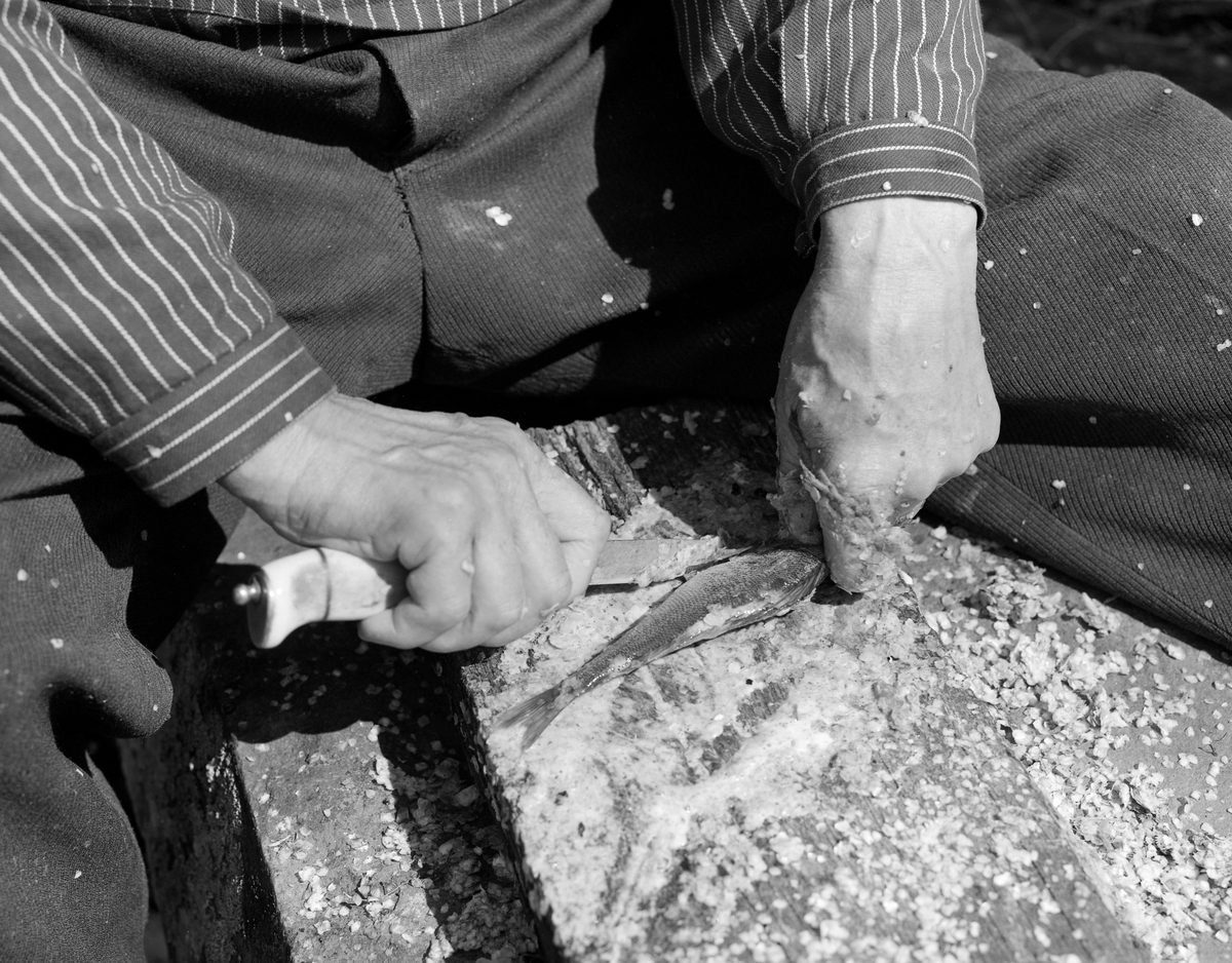 Nærbilde av hendene til yrkesfiskeren Paul Stensæter (1900-1980), som renser abbor (Perca fluviatilis). Stensæter bodde på småbruket Bjerkeli på østsida av Steinsfjorden, en sidearm til Tyrifjorden på Ringerike i Buskerud. Bruket var ikke stort nok til at han kunne leve bare av det han kunne dyrke der. I yngre år skjøtte Stensæter på med skogsarbeid vinterstid og fiske sommerstid. Ryggproblemer førte til at han måtte gi opp skogsarbeidet og konsentrere seg mest om fisket. Fangstene ble i hovedsak omsatt i nærmeste by, Hønefoss. Før han brakte fisken dit ble den maget og renset, og dette skulle skje raskt, for fisken måtte selges mens den var fersk. Her satt Stensæter skrevs over en avlang stein med en planke mellom beina. Den brukte han som underlag når han renset fisken med kniv. 

Åsmund Eknæs fra Norsk Skogbruksmuseum hadde mye kontakt med Paul Stensæter. I 1975 oppsummerte han intervjuinformasjon og observasjoner han hadde gjort i en artikkel der han skisserte årssyklusen i Stensæters fiskerivirksomhet. Om rensinga av fisken skrev Eknæs dette:

«Abboren ble puttet i en stamp etter hvert som han fikk den og dekket med en fuktig sekk for å hindre uttørring. Den var da lett å få flasset av. Straks han kom i land ble fisken renset og flosset. Gjennomsnittlig greide Paul å rense to abbor i minuttet. Den ferdigrensede fisken hang i kjelleren til neste morgen.»