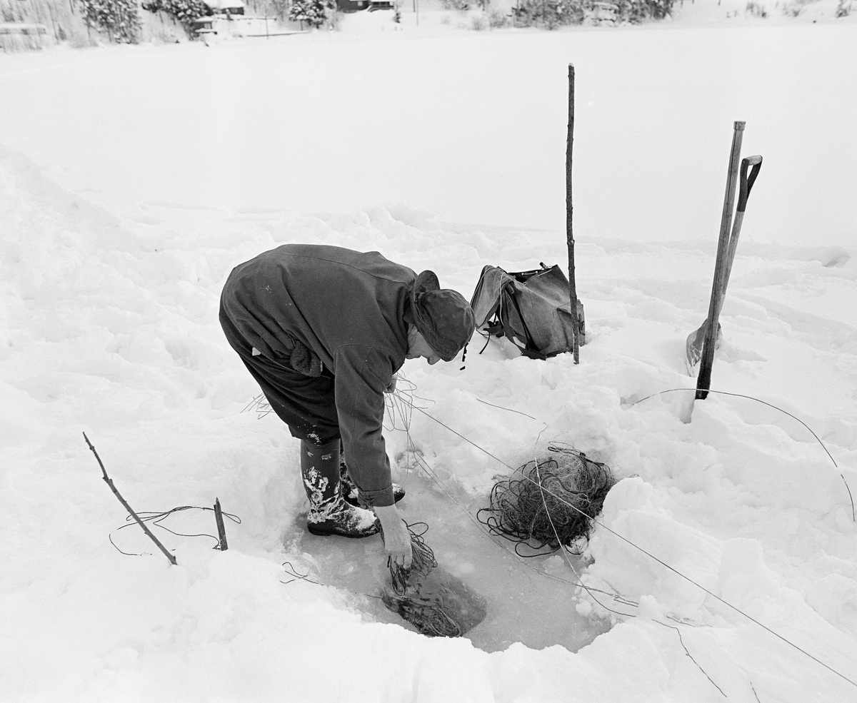 Yrkesfisker Paul Stensæter (1900-1982) fisker med garn under isen i Steinsfjorden, en sidearm av Tyrifjorden på Ringerike i Buskerud. Dette fotografiet ble tatt vinteren 1978. Stensæter sto bøyd over et hull han hadde hogd i isen. Med den ene foten holdt han fast ei stikke med et garn som han varsomt trakk ned i vannet ved hjelp av et snøre han holdt i venstre hand.  Ved sida av det nevnte hullet lå et garn Stensæter nettopp hadde trukket opp. Ved sida av hullet sto det en spade og en isbil som fiskeren hadde brukt til å fjerne snø fra isflata og hogge opp et hull som han kunne trekke garnet gjennom.  

I 1970-åra var etnologen Åsmund Eknæs fra Norsk Skogbruksmuseum flere ganger på besøk hos Paul Stensæter for å observere ham i arbeid og intervjue ham om fiskeaktivitetene på ulike tider av året. Museumsmannen sammenfattet den kunnskapen han tilegnet seg om garnfisket under isen på Steinsfjorden slik:

«Sikfiske med garn. Dette fisket foregikk på to steder, i åpent vann ute i Tyrifjorden og under isen i Steinsfjorden. Tyrifjorden er ofte åpen langt utover vinteren og det hender at den ikke legger seg i det hele tatt. De dro da i båt over fra Steinsfjorden og satte garn på ganske store dyp, 20-40 favner. Når det ble fisket for fullt ble det brukt 20 garn. 10 sto ute mens de øvrige var hjemme til tørking.

Garnfisket under isen i Steinsfjorden begynner så fort isen legger seg om høsten, fordi tynn og gjennomsiktig is er en fordel når garna skal settes ut første gang. Å sette ut garn under isen kaller Paul for øvrig «å høgge ut garna». Dette krever en spesiell teknikk. Er isen gjennomsiktig, foregår det på følgende måte: To hull hogges med så lang avstand som lengda på garnet. Ei rett granstang på 7-8 m stikkes ned i det ene hullet med den tynneste enden først. I den tykkeste enden er det et hull hvor det blir festet ei snor. Stanga blir nå skjøvet i full fart mot det andre hullet. En viktig detalj ved denne stanga er at den skal være nyhogget. Da ligger den dypere i vannet og skubber mindre mot isen. Stanga går ikke helt fram til det andre hullet. Der den stopper blir det hogget et mindre hull og den skyves videre ved hjelp av en kjepp med ei kløft i enden. Når snora er brakt fram på denne måten, er det en enkel sak å trekke garnet under isen. 

Men er isen ugjennomsiktig, slik at det er umulig å se stanga, må Paul gjøre det på en annen måte. Da finner han ei lang stang med god krumming på. Så hogger han hull så tett at stanga kan stikkes ned i det ene og komme opp igjen gjennom det neste.

Garnet er nå på plass under isen og står på bunnen på 5-10 favners dyp. Fra hver ende av garnet går det ei tynn snor opp til hullet i isen. Snorene går ikke opp gjennom hullet, men er festet litt ved siden. Dette er gjort for å hindre at han hogger dem av når is som har dannet seg i hullet skal fjernes.

Dagens nylongarn tåler å stå ute hele vinteren. Tidligere, da lin og bomull var mest brukt, var det nødvendig å ta garna opp og tørke dem. Av de 20-40 garn som Paul brukte, var halvparten til tørk.

Ettersynet, som gjerne foregår annenhver dag, begynner med at han får tak i snorene fra garnet ved å stikke en pinne med krok på innunder isen. I den borteste enden løsner han garnsnora og fester isteden ei lang nylonsnor til garnet. Tidligere brukte han snor av tvunnet hestetagl. Snora er så lang at den også rekker bort til der han står oppå isen. Ved trekkinga tar han ut fisken etter hvert. Når hele garnet er trukket, blir han stående på samme sted, tar tak i snora og drar garnet ut igjen samtidig som han passer på at det går ordentlig.

I sterk kulde vil det våte garnet fryse til en klump og være umulig å sette igjen. For å hindre dette hogger han ei grop i isen bak hullet og fyller denne med vann. Etter hvert som han trekker garnet putter ha det ned i gropa og det holder seg opptint til det skal settes igjen.

Når det blir mildvær og fare for at isen skal gå opp og komme i drift, må det tas spesielle forholdsregler for å hindre at garna blir dratt med isflak og forsvinner. Paul binder i slike tilfelle inn en bit snelletråd i den snora som går fra isen og ned til garnet. Kommer isen i drift, vil snelletråden ryke, og garnet blir stående igjen på samme sted. Det er da en forholdsvis enkel sak å sokne etter det.

Garnfisket ga jevne tilførsler av sik gjennom det meste av vinteren. Vintersiken i Steinsfjorden er noe mindre enn høstsiken. Det går omkring 4 på kiloen, mot 3 om høsten. Fangstene varierer fra noen få til 25-30 pr. garn. Med 10 garn ute vil han kunne få opptil 200-300 sik eller 50-70 kilo. Men da blir garnene trukket bare annenhver dag.»