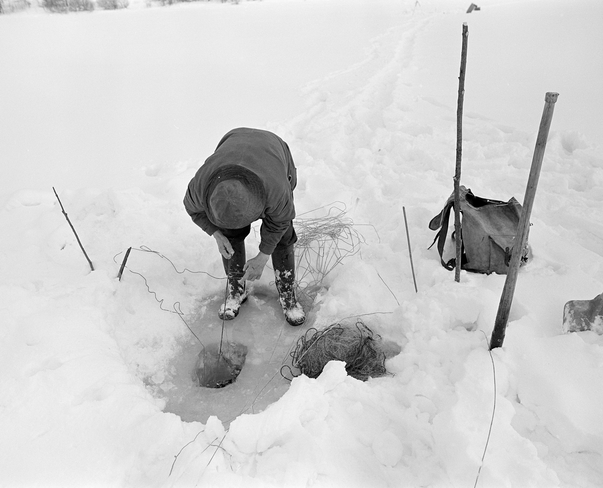 Yrkesfiskeren Paul Stensæter (1900-1982) fisker med garn under isen i Steinsfjorden, en sidearm til Tyrifjorden i Buskerud. Dette fotografiet ble tatt i september 1978. Stensæter sto bøyd over et hull han hadde hogd i isen og dratt et garn ned i. Ved sida av hullet lå et garn han nettopp hadde trukket opp.

I 1970-åra var etnologen Åsmund Eknæs fra Norsk Skogbruksmuseum flere ganger på besøk hos Paul Stensæter for å observere ham i arbeid og intervjue ham om fiskeaktivitetene på ulike tider av året. Museumsmannen sammenfattet den kunnskapen han tilegnet seg om garnfisket under isen på Steinsfjorden slik:

«Sikfiske med garn. Dette fisket foregikk på to steder, i åpent vann ute i Tyrifjorden og under isen i Steinsfjorden. Tyrifjorden er ofte åpen langt utover vinteren og det hender at den ikke legger seg i det hele tatt. De dro da i båt over fra Steinsfjorden og satte garn på ganske store dyp, 20-40 favner. Når det ble fisket for fullt ble det brukt 20 garn. 10 sto ute mens de øvrige var hjemme til tørking.

Garnfisket under isen i Steinsfjorden begynner så fort isen legger seg om høsten, fordi tynn og gjennomsiktig is er en fordel når garna skal settes ut første gang. Å sette ut garn under isen kaller Paul for øvrig «å høgge ut garna». Dette krever en spesiell teknikk. Er isen gjennomsiktig, foregår det på følgende måte: To hull hogges med så lang avstand som lengda på garnet. Ei rett granstang på 7-8 m stikkes ned i det ene hullet med den tynneste enden først. I den tykkeste enden er det et hull hvor det blir festet ei snor. Stanga blir nå skjøvet i full fart mot det andre hullet. En viktig detalj ved denne stanga er at den skal være nyhogget. Da ligger den dypere i vannet og skubber mindre mot isen. Stanga går ikke helt fram til det andre hullet. Der den stopper blir det hogget et mindre hull og den skyves videre ved hjelp av en kjepp med ei kløft i enden. Når snora er brakt fram på denne måten, er det en enkel sak å trekke garnet under isen. 

Men er isen ugjennomsiktig, slik at det er umulig å se stanga, må Paul gjøre det på en annen måte. Da finner han ei lang stang med god krumming på. Så hogger han hull så tett at stanga kan stikkes ned i det ene og komme opp igjen gjennom det neste.

Garnet er nå på plass under isen og står på bunnen på 5-10 favners dyp. Fra hver ende av garnet går det ei tynn snor opp til hullet i isen. Snorene går ikke opp gjennom hullet, men er festet litt ved siden. Dette er gjort for å hindre at han hogger dem av når is som har dannet seg i hullet skal fjernes.

Dagens nylongarn tåler å stå ute hele vinteren. Tidligere, da lin og bomull var mest brukt, var det nødvendig å ta garna opp og tørke dem. Av de 20-40 garn som Paul brukte, var halvparten til tørk.

Ettersynet, som gjerne foregår annenhver dag, begynner med at han får tak i snorene fra garnet ved å stikke en pinne med krok på innunder isen. I den borteste enden løsner han garnsnora og fester isteden ei lang nylonsnor til garnet. Tidligere brukte han snor av tvunnet hestetagl. Snora er så lang at den også rekker bort til der han står oppå isen. Ved trekkinga tar han ut fisken etter hvert. Når hele garnet er trukket, blir han stående på samme sted, tar tak i snora og drar garnet ut igjen samtidig som han passer på at det går ordentlig.

I sterk kulde vil det våte garnet fryse til en klump og være umulig å sette igjen. For å hindre dette hogger han ei grop i isen bak hullet og fyller denne med vann. Etter hvert som han trekker garnet putter ha det ned i gropa og det holder seg opptint til det skal settes igjen.

Når det blir mildvær og fare for at isen skal gå opp og komme i drift, må det tas spesielle forholdsregler for å hindre at garna blir dratt med isflak og forsvinner. Paul binder i slike tilfelle inn en bit snelletråd i den snora som går fra isen og ned til garnet. Kommer isen i drift, vil snelletråden ryke, og garnet blir stående igjen på samme sted. Det er da en forholdsvis enkel sak å sokne etter det.

Garnfisket ga jevne tilførsler av sik gjennom det meste av vinteren. Vintersiken i Steinsfjorden er noe mindre enn høstsiken. Det går omkring 4 på kiloen, mot 3 om høsten. Fangstene varierer fra noen få til 25-30 pr. garn. Med 10 garn ute vil han kunne få opptil 200-300 sik eller 50-70 kilo. Men da blir garnene trukket bare annenhver dag.»