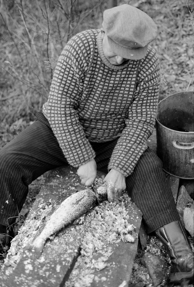 Paul Stensæter (1900-1982), som var yrkesfisker på Steinsfjorden, ei sidegrein til Tyrifjorden på Ringerike i Buskerud, fotografert mens han reset en stor ørret (Salmo trutta) han hadde tatt i garn under høstfisket. Fisken lå tilsynelatende på en planke på en avlang stein, som Stensæter satt på, med tollekniven klar til å sprette opp buken på fisken. Ved siden av ham sto det et stort sylindrisk kar med hanker på yttersidene som den ferdigsløyete fisken antakelig skulle mellomlagres i. Rensinga var et arbeid det hastet litt med, for fangsten skulle omsettes mens den var fersk,

I 1970-åra var etnologen Åsmund Eknæs fra Norsk Skogbruksmuseum flere ganger på besøk hos Paul Stensæter for å observere ham i aktivitet som fisker og intervjue ham om denne virksomheten. Eknæs oppsummerte det han fikk se og høre om salget av fisk fra Steinsfjorden slik:

«For Paul var det atskillig arbeid som gjensto etter at fisken var oppe av vannet. For han og for de andre som hadde fisket delvis som levevei var det viktig å få omsatt varen så fort som mulig for å hindre kvalitetsforringelse og dermed tap av kunder.

Vi kan nå se hvordan dagsrytmen var om sommeren når han fisket abbor med reiv. Ca. 1930 ble det bussforbindelse til Hønefoss og dette fikk virkning på opplegget av fisket. Før den tida artet døgnet seg slik: Ved 2-3-tida om morgenen ble reiven trukket. Det var da ikke tid til annen behandling av fisken enn å knippe den opp før han måtte dra til Hønefoss. Dette var det nærmeste markedet av noen størrelse og han var nødt til å dra den lange veien hver dag hvis han ville bli kvitt fangsten.

Først var det roturen over fjorden til Stein gård. Den tok ca. 1/2 time. Derfra til Hønefoss var det 1 1/2 times gange. Fisken ble båret på skuldra i en flettet kurv som rommet 20-25 kilo. Var det mye fisk, kunne han ha en kurv til på armen. Far til Paul [Sigvart Stensæter (1878-1963)] bar en gang 52 kilo på denne måten fra Stein til Hønefoss. Men ofte var det bønder på veien med melk eller andre varer, og da fikk han sette fiskekurven på vogna inn til byen.

Det var mulig å bli kvitt noe fisk på veien til Hønefoss, men det meste ble solgt i byen, enten på torvet eller i husene. De fleste yrkesfiskerne hadde noen faste kunder som ihvertfall tok en del av fangsten.

Byturen, som Paul altså måtte gjøre hver dag i høysesongen tok vanligvis 6 timer. Tilbake fra byen var det å ordne redskapen, skaffe agnfisk og få reiven i vannet igjen.

Etter 1930, da bussruta til Hønefoss kom, ble det store forandringer i dagsrytmen for bl. a. abborfisket. Nå sendte han fisken med buss kl. 07.30. Det ble også vanlig at fiskeren renset og flosset fisken før den ble sendt for å kunne tilby kundene en mer delikat vare. Etter at den ferdigrensede fisken var sendt til Hønefoss dro han hjem, skaffet seg agnfisk og satte ut reiven. Når det var gjort hadde han middag og en liten hvil før han dro ut og trakk. ....»

Eknæs skriver ellers at Stensæter «renset og flosset» fisken så snart han kom i land. Han greide å ekspedere et par abborer i minuttet. Rensinga av ørret har Eknæs ikke kommentert spesielt.