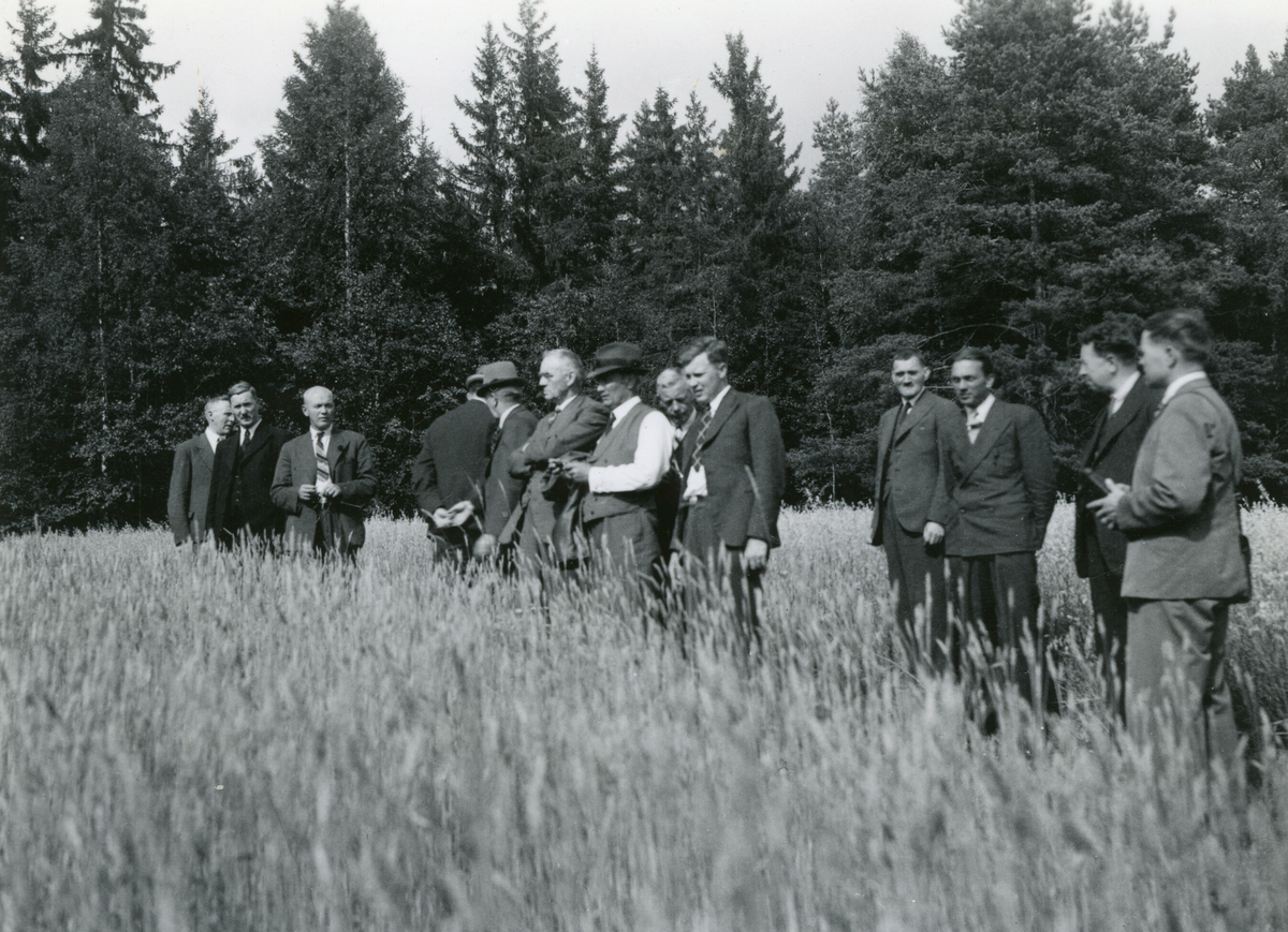 6 bilde frå Kornrådets besøk hjå Neri Valen 9. august 1939.  Neri Valen var ein av medlemmane i Kornrådet.