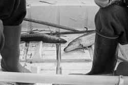 To gjedder (Esox lucius), fotografert i båten gjeddefiskerne