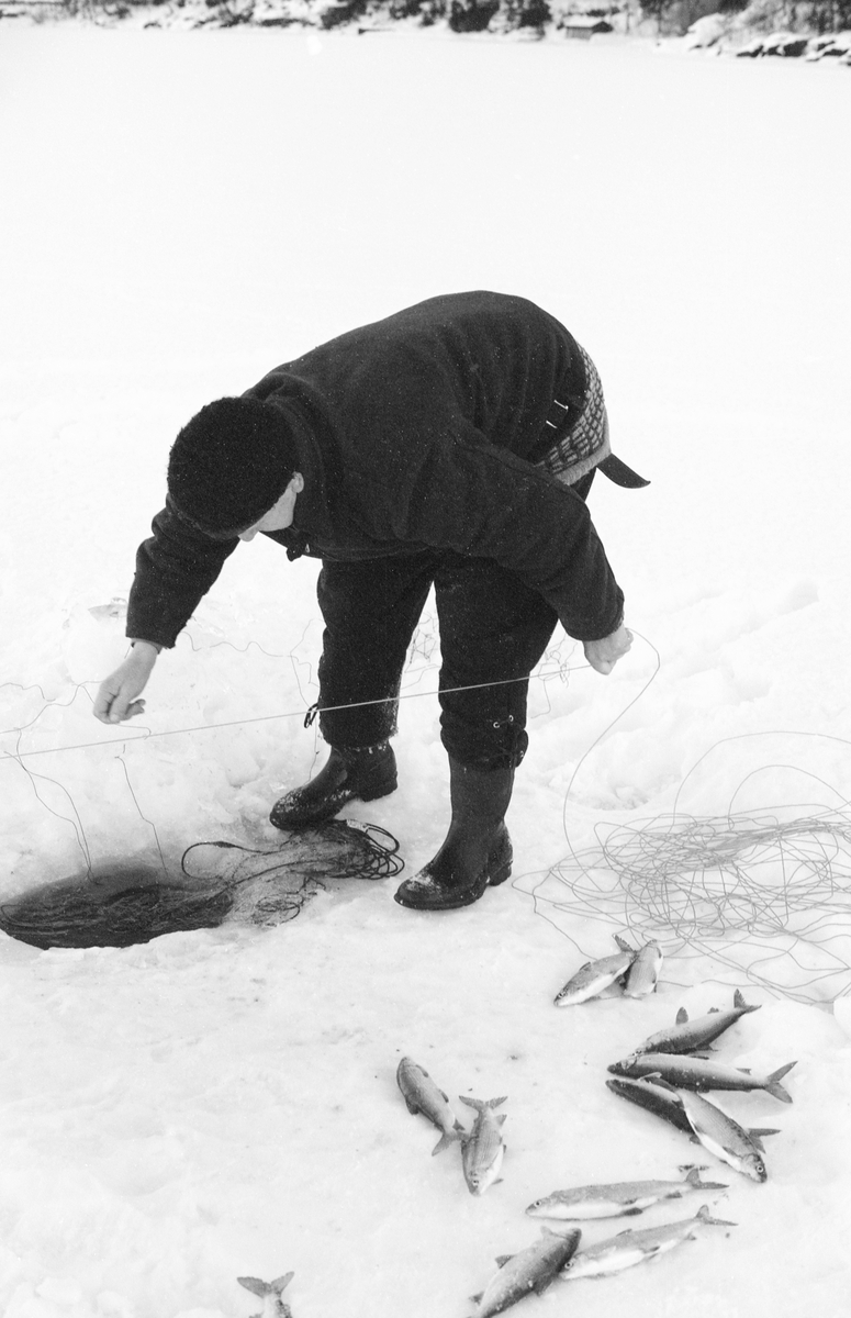 Yrkesfiskeren Paul Stensæter (1900-1982), fotografert mens han trakk et garn han nettopp hadde plukket fisken ut av tilbake under isen. Fangsten fra dette garnet lå i snøen nederst til høyre på fotografiet. Garnet ble trukket i snorer som var knyttet fast i ytterendene av overtelna mellom hull i isen som var hogd opp med cirka en garnlengdes innbyrdes avstand. Det var ei slik snor fiskeren trakk i da dette fotografiet ble tatt.  Paiul Stensæter drev næringsfiske i Tyrifjorden på Ringerike. Steinsfjorden er en sidearm til Tyrifjorden på Ringerike i Buskerud. Garnfisket vinterstid var primært et sikfiske. Dette fotografiet ble tatt vinteren 1973.

I 1970-åra var etnologen Åsmund Eknæs fra Norsk Skogbruksmuseum flere ganger på besøk hos Paul Stensæter for å observere ham i aktivitet som fisker og intervjue ham om denne virksomheten. Eknæs oppsummerte det han fikk se og høre om garnfisket under isen på Steinsfjorden slik:

«Sikfiske med garn. Dette fisket foregikk på to steder, i åpent vann ute i Tyrifjorden og under isen i Steinsfjorden. Tyrifjorden er ofte åpen langt utover vinteren og det hender at den ikke legger seg i det hele tatt. De dro da i båt over fra Steinsfjorden og satte garn på ganske store dyp, 20-40 favner. Når det ble fisket for fullt ble det brukt 20 garn. 10 sto ute mens de øvrige var hjemme til tørking.

Garnfisket under isen i Steinsfjorden begynner så fort isen legger seg om høsten, fordi tynn og gjennomsiktig is er en fordel når garna skal settes ut første gang. Å sette ut garn under isen kaller Paul for øvrig «å høgge ut garna». Dette krever en spesiell teknikk. Er isen gjennomsiktig, foregår det på følgende måte: To hull hogges med så lang avstand som lengda på garnet. Ei rett granstang på 7-8 m stikkes ned i det ene hullet med den tynneste enden først. I den tykkeste enden er det et hull hvor det blir festet ei snor. Stanga blir nå skjøvet i full fart mot det andre hullet. En viktig detalj ved denne stanga er at den skal være nyhogget. Da ligger den dypere i vannet og skubber mindre mot isen. Stanga går ikke helt fram til det andre hullet. Der den stopper blir det hogget et mindre hull og den skyves videre ved hjelp av en kjepp med ei kløft i enden. Når snora er brakt fram på denne måten, er det en enkel sak å trekke garnet under isen. 

Men er isen ugjennomsiktig, slik at det er umulig å se stanga, må Paul gjøre det på en annen måte. Da finner han ei lang stang med god krumming på. Så hogger han hull så tett at stanga kan stikkes ned i det ene og komme opp igjen gjennom det neste.

Garnet er nå på plass under isen og står på bunnen på 5-10 favners dyp. Fra hver ende av garnet går det ei tynn snor opp til hullet i isen. Snorene går ikke opp gjennom hullet, men er festet litt ved siden. Dette er gjort for å hindre at han hogger dem av når is som har dannet seg i hullet skal fjernes.

Dagens nylongarn tåler å stå ute hele vinteren. Tidligere, da lin og bomull var mest brukt, var det nødvendig å ta garna opp og tørke dem. Av de 20-40 garn som Paul brukte, var halvparten til tørk.

Ettersynet, som gjerne foregår annenhver dag, begynner med at han får tak i snorene fra garnet ved å stikke en pinne med krok på innunder isen. I den borteste enden løsner han garnsnora og fester isteden ei lang nylonsnor til garnet. Tidligere brukte han snor av tvunnet hestetagl. Snora er så lang at den også rekker bort til der han står oppå isen. Ved trekkinga tar han ut fisken etter hvert. Når hele garnet er trukket, blir han stående på samme sted, tar tak i snora og drar garnet ut igjen samtidig som han passer på at det går ordentlig.

I sterk kulde vil det våte garnet fryse til en klump og være umulig å sette igjen. For å hindre dette hogger han ei grop i isen bak hullet og fyller denne med vann. Etter hvert som han trekker garnet putter ha det ned i gropa og det holder seg opptint til det skal settes igjen.

Når det blir mildvær og fare for at isen skal gå opp og komme i drift, må det tas spesielle forholdsregler for å hindre at garna blir dratt med isflak og forsvinner. Paul binder i slike tilfelle inn en bit snelletråd i den snora som går fra isen og ned til garnet. Kommer isen i drift, vil snelletråden ryke, og garnet blir stående igjen på samme sted. Det er da en forholdsvis enkel sak å sokne etter det.

Garnfisket ga jevne tilførsler av sik gjennom det meste av vinteren. Vintersiken i Steinsfjorden er noe mindre enn høstsiken. Det går omkring 4 på kiloen, mot 3 om høsten. Fangstene varierer fra noen få til 25-30 pr. garn. Med 10 garn ute vil han kunne få opptil 200-300 sik eller 50-70 kilo. Men da blir garnene trukket bare annenhver dag.»