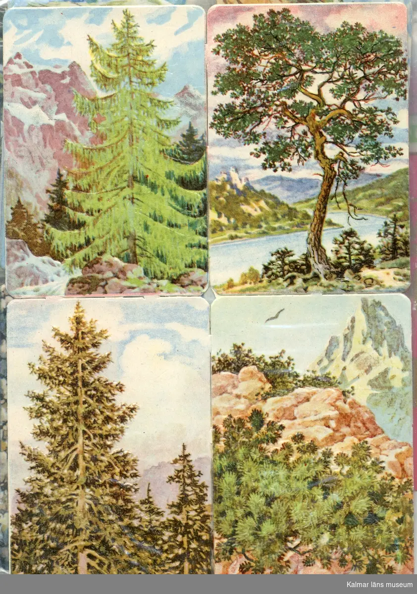 Fyra olika sorters träd, bl.a. gran och tall.