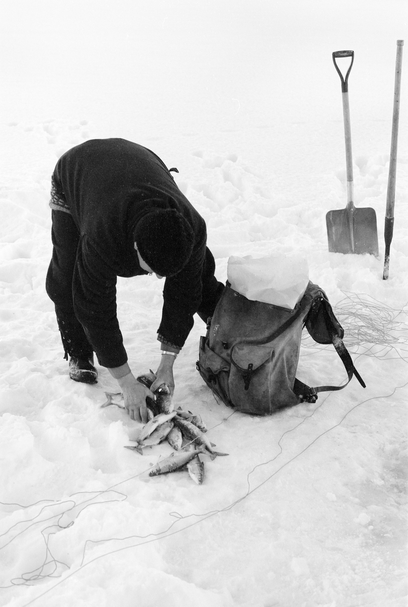 Yrkesfiskeren Paul Stensæter (1900-1982), fotografiert mens han sto bøyd over ei snødekt isflate der han hadde trukket opp et garn og plukket fisken som hadde gått i maskene i løpet av de to døgnene som hadde gått siden sist garnet ble trukket. Da dette fotografiet hadde var han i ferd med å legge fangsten opp i en plastpose i en ryggsekk som han skulle bære fangsten i land i. En del av den snora han dro garnet tilbake under isen med lå på snøen ved sida av ryggsekken. Til høyre i bildet ser vi en vi en isbil og en spade, redskaper som ble brukt når fiskeren skulle fjerne is og snø som kunne ha samlet seg i hullene i isen siden forrige gang garna ble trukket.

I 1970-åra var etnologen Åsmund Eknæs fra Norsk Skogbruksmuseum flere ganger på besøk hos Paul Stensæter for å observere ham i aktivitet som fisker og intervjue ham om denne virksomheten. Eknæs oppsummerte det han fikk se og høre  om garnfisket under isen på Steinsfjorden slik:

«Sikfiske med garn. Dette fisket foregikk på to steder, i åpent vann ute i Tyrifjorden og under isen i Steinsfjorden. Tyrifjorden er ofte åpen langt utover vinteren og det hender at den ikke legger seg i det hele tatt. De dro da i båt over fra Steinsfjorden og satte garn på ganske store dyp, 20-40 favner. Når det ble fisket for fullt ble det brukt 20 garn. 10 sto ute mens de øvrige var hjemme til tørking.

Garnfisket under isen i Steinsfjorden begynner så fort isen legger seg om høsten, fordi tynn og gjennomsiktig is er en fordel når garna skal settes ut første gang. Å sette ut garn under isen kaller Paul for øvrig «å høgge ut garna». Dette krever en spesiell teknikk. Er isen gjennomsiktig, foregår det på følgende måte: To hull hogges med så lang avstand som lengda på garnet. Ei rett granstang på 7-8 m stikkes ned i det ene hullet med den tynneste enden først. I den tykkeste enden er det et hull hvor det blir festet ei snor. Stanga blir nå skjøvet i full fart mot det andre hullet. En viktig detalj ved denne stanga er at den skal være nyhogget. Da ligger den dypere i vannet og skubber mindre mot isen. Stanga går ikke helt fram til det andre hullet. Der den stopper blir det hogget et mindre hull og den skyves videre ved hjelp av en kjepp med ei kløft i enden. Når snora er brakt fram på denne måten, er det en enkel sak å trekke garnet under isen. 

Men er isen ugjennomsiktig, slik at det er umulig å se stanga, må Paul gjøre det på en annen måte. Da finner han ei lang stang med god krumming på. Så hogger han hull så tett at stanga kan stikkes ned i det ene og komme opp igjen gjennom det neste.

Garnet er nå på plass under isen og står på bunnen på 5-10 favners dyp. Fra hver ende av garnet går det ei tynn snor opp til hullet i isen. Snorene går ikke opp gjennom hullet, men er festet litt ved siden. Dette er gjort for å hindre at han hogger dem av når is som har dannet seg i hullet skal fjernes.

Dagens nylongarn tåler å stå ute hele vinteren. Tidligere, da lin og bomull var mest brukt, var det nødvendig å ta garna opp og tørke dem. Av de 20-40 garn som Paul brukte, var halvparten til tørk.

Ettersynet, som gjerne foregår annenhver dag, begynner med at han får tak i snorene fra garnet ved å stikke en pinne med krok på innunder isen. I den borteste enden løsner han garnsnora og fester isteden ei lang nylonsnor til garnet. Tidligere brukte han snor av tvunnet hestetagl. Snora er så lang at den også rekker bort til der han står oppå isen. Ved trekkinga tar han ut fisken etter hvert. Når hele garnet er trukket, blir han stående på samme sted, tar tak i snora og drar garnet ut igjen samtidig som han passer på at det går ordentlig.

I sterk kulde vil det våte garnet fryse til en klump og være umulig å sette igjen. For å hindre dette hogger han ei grop i isen bak hullet og fyller denne med vann. Etter hvert som han trekker garnet putter ha det ned i gropa og det holder seg opptint til det skal settes igjen.

Når det blir mildvær og fare for at isen skal gå opp og komme i drift, må det tas spesielle forholdsregler for å hindre at garna blir dratt med isflak og forsvinner. Paul binder i slike tilfelle inn en bit snelletråd i den snora som går fra isen og ned til garnet. Kommer isen i drift, vil snelletråden ryke, og garnet blir stående igjen på samme sted. Det er da en forholdsvis enkel sak å sokne etter det.

Garnfisket ga jevne tilførsler av sik gjennom det meste av vinteren. Vintersiken i Steinsfjorden er noe mindre enn høstsiken. Det går omkring 4 på kiloen, mot 3 om høsten. Fangstene varierer fra noen få til 25-30 pr. garn. Med 10 garn ute vil han kunne få opptil 200-300 sik eller 50-70 kilo. Men da blir garnene trukket bare annenhver dag.»