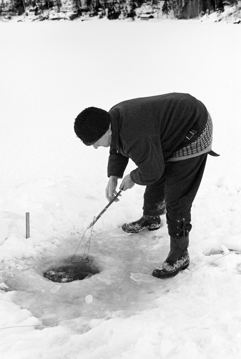 Yrkesfiskeren Paul Stensæter (1900-1982) fra Hole i Buskerud, fotografert mens han sto bøyd over et av hullene han hadde hogd i den snødekte isen på Steinsfjorden, en sidearm til Tyrifjorden på Ringerike. Da dette bildet ble tatt hadde Stensæter nettopp «fanget» overtelna på garnet eller ei snor som var knyttet i den ved hjelp av en pinne med en greinstubb, en krok, i ytterenden. Dermed var han klar til å trekke garnet og ta ut den fisken som hadde gått i maskene i løpet av de to døgnene som hadde gått siden sist garnet ble ettersett.  Garnfisket på Steinsfjorden vinterstid var først og fremst et sikfiske.

I 1970-åra var etnologen Åsmund Eknæs fra Norsk Skogbruksmuseum flere ganger på besøk hos Paul Stensæter for å observere ham i aktivitet som fisker og intervjue ham om denne virksomheten. Eknæs oppsummerte det han fikk se og høre om garnfisket under isen på Steinsfjorden slik:

«Sikfiske med garn. Dette fisket foregikk på to steder, i åpent vann ute i Tyrifjorden og under isen i Steinsfjorden. Tyrifjorden er ofte åpen langt utover vinteren og det hender at den ikke legger seg i det hele tatt. De dro da i båt over fra Steinsfjorden og satte garn på ganske store dyp, 20-40 favner. Når det ble fisket for fullt ble det brukt 20 garn. 10 sto ute mens de øvrige var hjemme til tørking.

Garnfisket under isen i Steinsfjorden begynner så fort isen legger seg om høsten, fordi tynn og gjennomsiktig is er en fordel når garna skal settes ut første gang. Å sette ut garn under isen kaller Paul for øvrig «å høgge ut garna». Dette krever en spesiell teknikk. Er isen gjennomsiktig, foregår det på følgende måte: To hull hogges med så lang avstand som lengda på garnet. Ei rett granstang på 7-8 m stikkes ned i det ene hullet med den tynneste enden først. I den tykkeste enden er det et hull hvor det blir festet ei snor. Stanga blir nå skjøvet i full fart mot det andre hullet. En viktig detalj ved denne stanga er at den skal være nyhogget. Da ligger den dypere i vannet og skubber mindre mot isen. Stanga går ikke helt fram til det andre hullet. Der den stopper blir det hogget et mindre hull og den skyves videre ved hjelp av en kjepp med ei kløft i enden. Når snora er brakt fram på denne måten, er det en enkel sak å trekke garnet under isen. 

Men er isen ugjennomsiktig, slik at det er umulig å se stanga, må Paul gjøre det på en annen måte. Da finner han ei lang stang med god krumming på. Så hogger han hull så tett at stanga kan stikkes ned i det ene og komme opp igjen gjennom det neste.

Garnet er nå på plass under isen og står på bunnen på 5-10 favners dyp. Fra hver ende av garnet går det ei tynn snor opp til hullet i isen. Snorene går ikke opp gjennom hullet, men er festet litt ved siden. Dette er gjort for å hindre at han hogger dem av når is som har dannet seg i hullet skal fjernes.

Dagens nylongarn tåler å stå ute hele vinteren. Tidligere, da lin og bomull var mest brukt, var det nødvendig å ta garna opp og tørke dem. Av de 20-40 garn som Paul brukte, var halvparten til tørk.

Ettersynet, som gjerne foregår annenhver dag, begynner med at han får tak i snorene fra garnet ved å stikke en pinne med krok på innunder isen. I den borteste enden løsner han garnsnora og fester isteden ei lang nylonsnor til garnet. Tidligere brukte han snor av tvunnet hestetagl. Snora er så lang at den også rekker bort til der han står oppå isen. Ved trekkinga tar han ut fisken etter hvert. Når hele garnet er trukket, blir han stående på samme sted, tar tak i snora og drar garnet ut igjen samtidig som han passer på at det går ordentlig.

I sterk kulde vil det våte garnet fryse til en klump og være umulig å sette igjen. For å hindre dette hogger han ei grop i isen bak hullet og fyller denne med vann. Etter hvert som han trekker garnet putter ha det ned i gropa og det holder seg opptint til det skal settes igjen.

Når det blir mildvær og fare for at isen skal gå opp og komme i drift, må det tas spesielle forholdsregler for å hindre at garna blir dratt med isflak og forsvinner. Paul binder i slike tilfelle inn en bit snelletråd i den snora som går fra isen og ned til garnet. Kommer isen i drift, vil snelletråden ryke, og garnet blir stående igjen på samme sted. Det er da en forholdsvis enkel sak å sokne etter det.

Garnfisket ga jevne tilførsler av sik gjennom det meste av vinteren. Vintersiken i Steinsfjorden er noe mindre enn høstsiken. Det går omkring 4 på kiloen, mot 3 om høsten. Fangstene varierer fra noen få til 25-30 pr. garn. Med 10 garn ute vil han kunne få opptil 200-300 sik eller 50-70 kilo. Men da blir garnene trukket bare annenhver dag.»