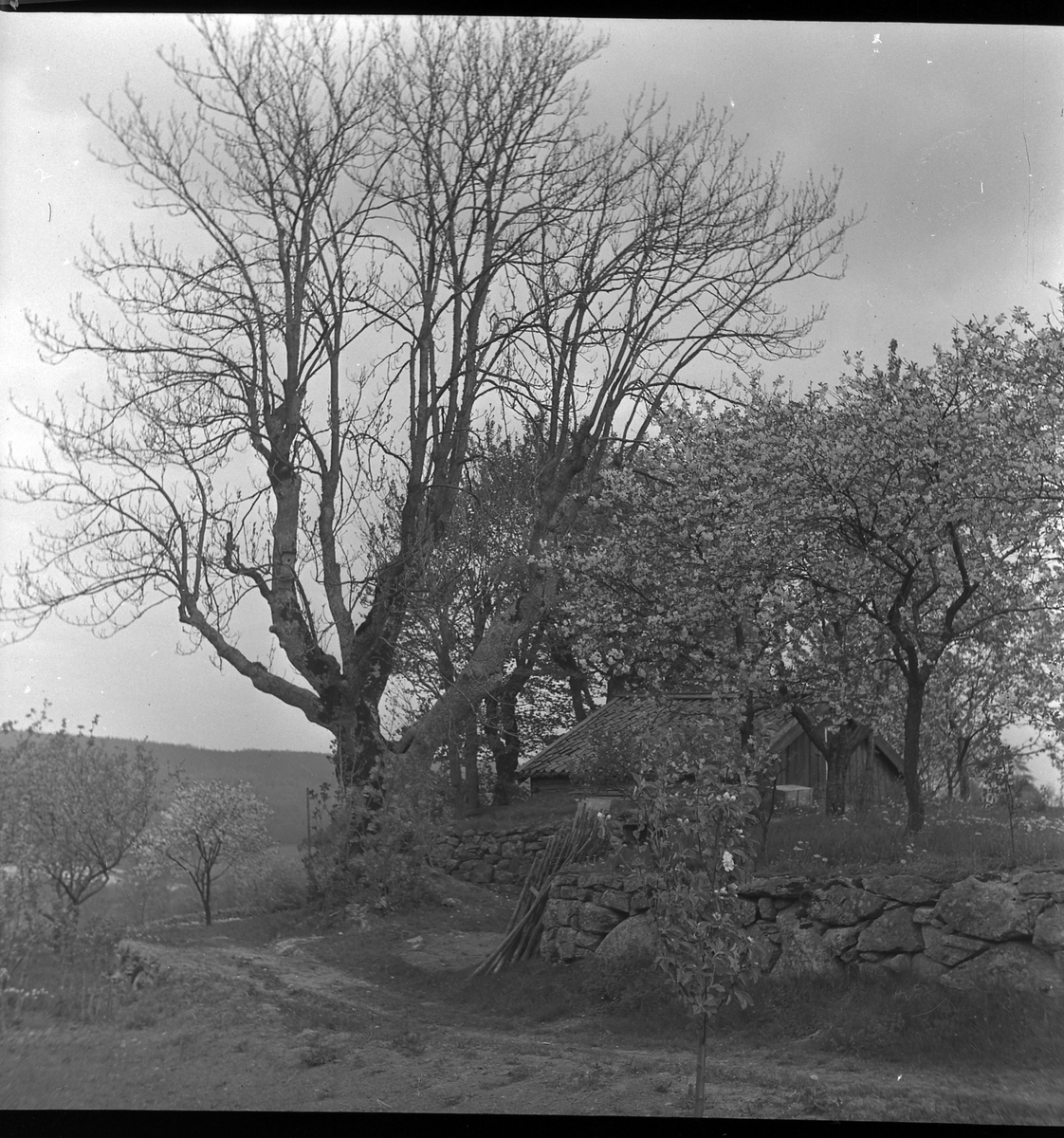 Grusväg som leder fram till en stuga, maj 1950 - Alingsås museum ...