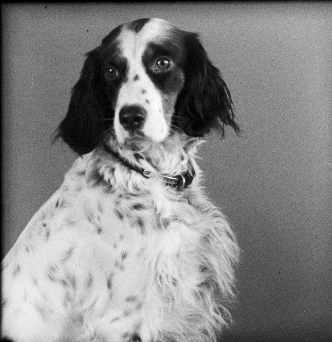 Holger Nelanders hund Mussi, från Harg socken, Uppland, 1937