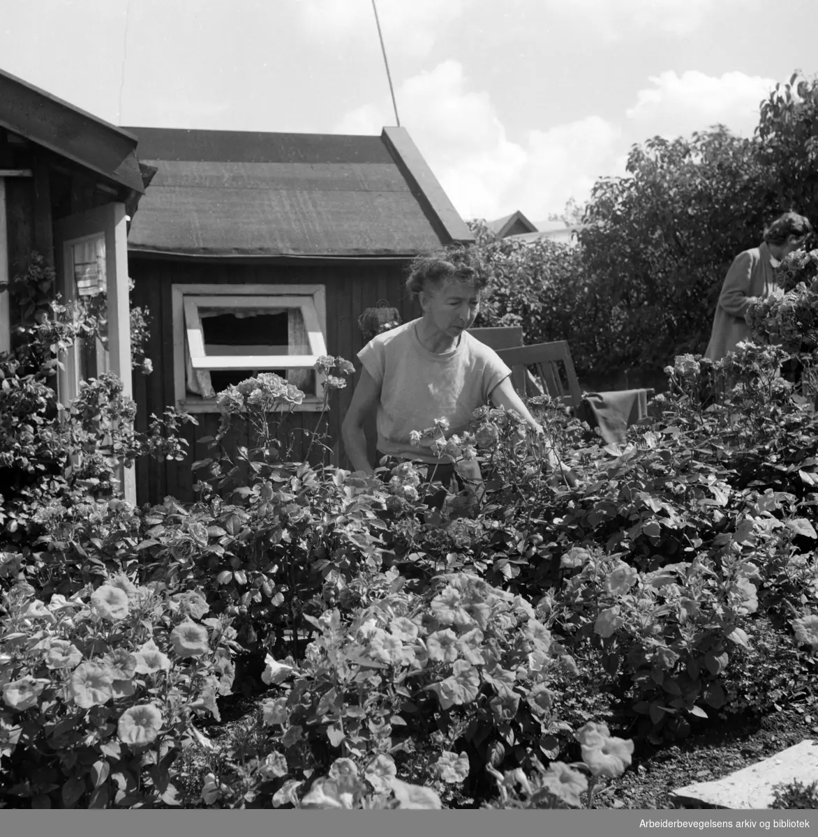Hytteidyll på Lindøya. Asborg Jensen steller rosebuskene. Juli 1953