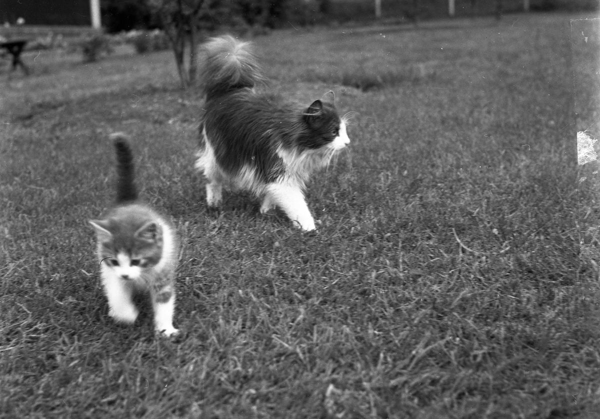To katter, én større og én kattunge, på gressplen.