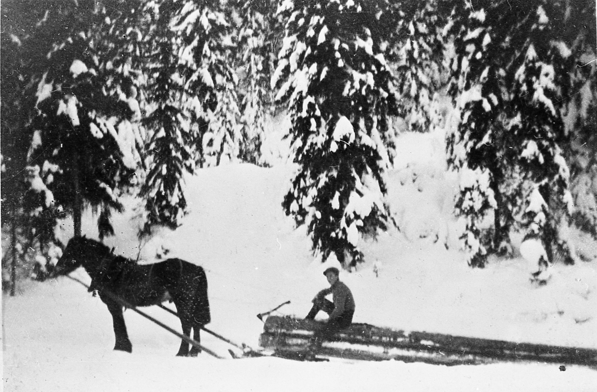 Tømmerkjøring med stytting, muligens ved Langerud. Ca 1930. 