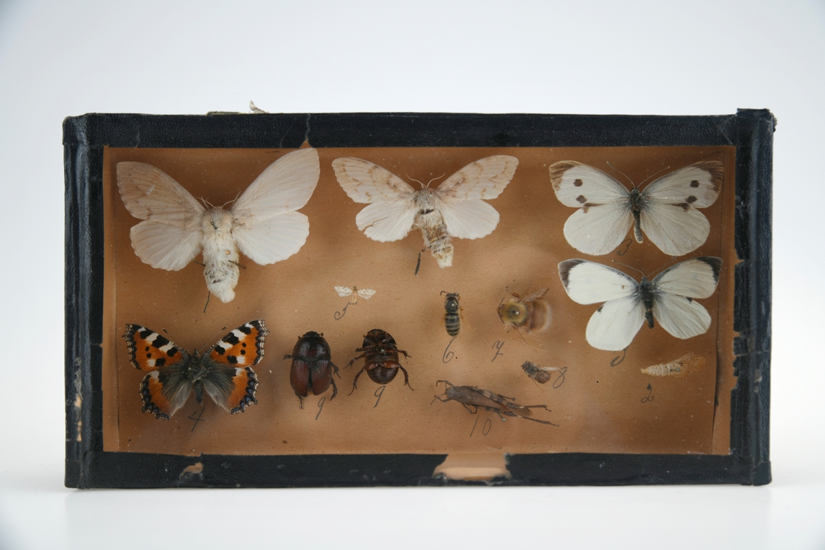 Et tørrpreparat bestående av ulike insekter. De er montert i en eske av finerplate. Innvendig er esken trukket med beige papir, og på utsiden er det limt på svart papir med struktur og blank overflate. På toppen av esken er det pålimt en glassplate. Insektene er festet med kanppenåler av metall. Til venstre øverst er det to hvite møll og til høyre to hvite sommerfugler. Under sommerfuglene er det en larve. Nederst fra venstre eer det en neslesommerfugl, to biller (over- og underside), en liten møll, en veps, en humle, en gresshoppe og en bie. Ved siden av insektene er det skrevt tall med blyant.
