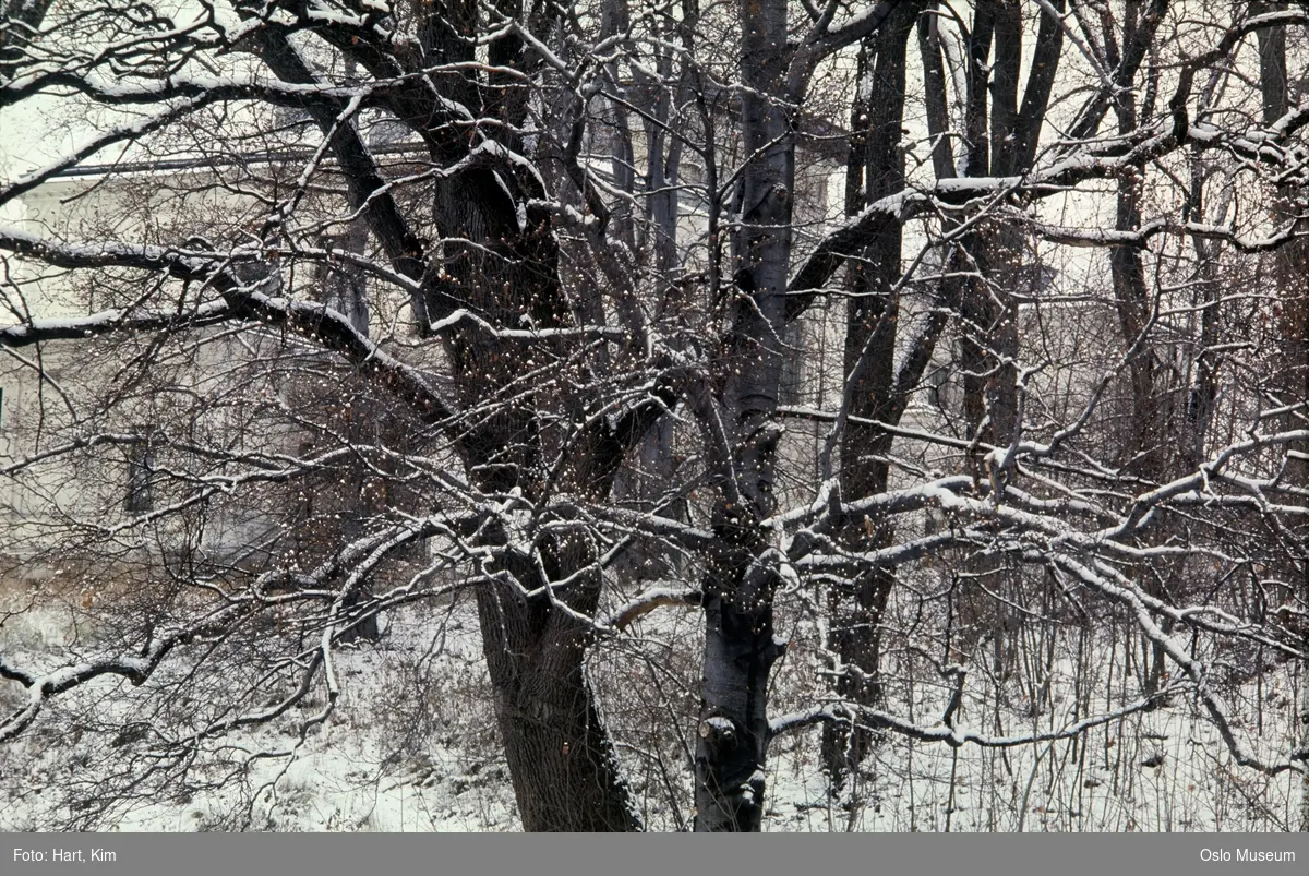 Skøyen hovedgård, park, trær, snø