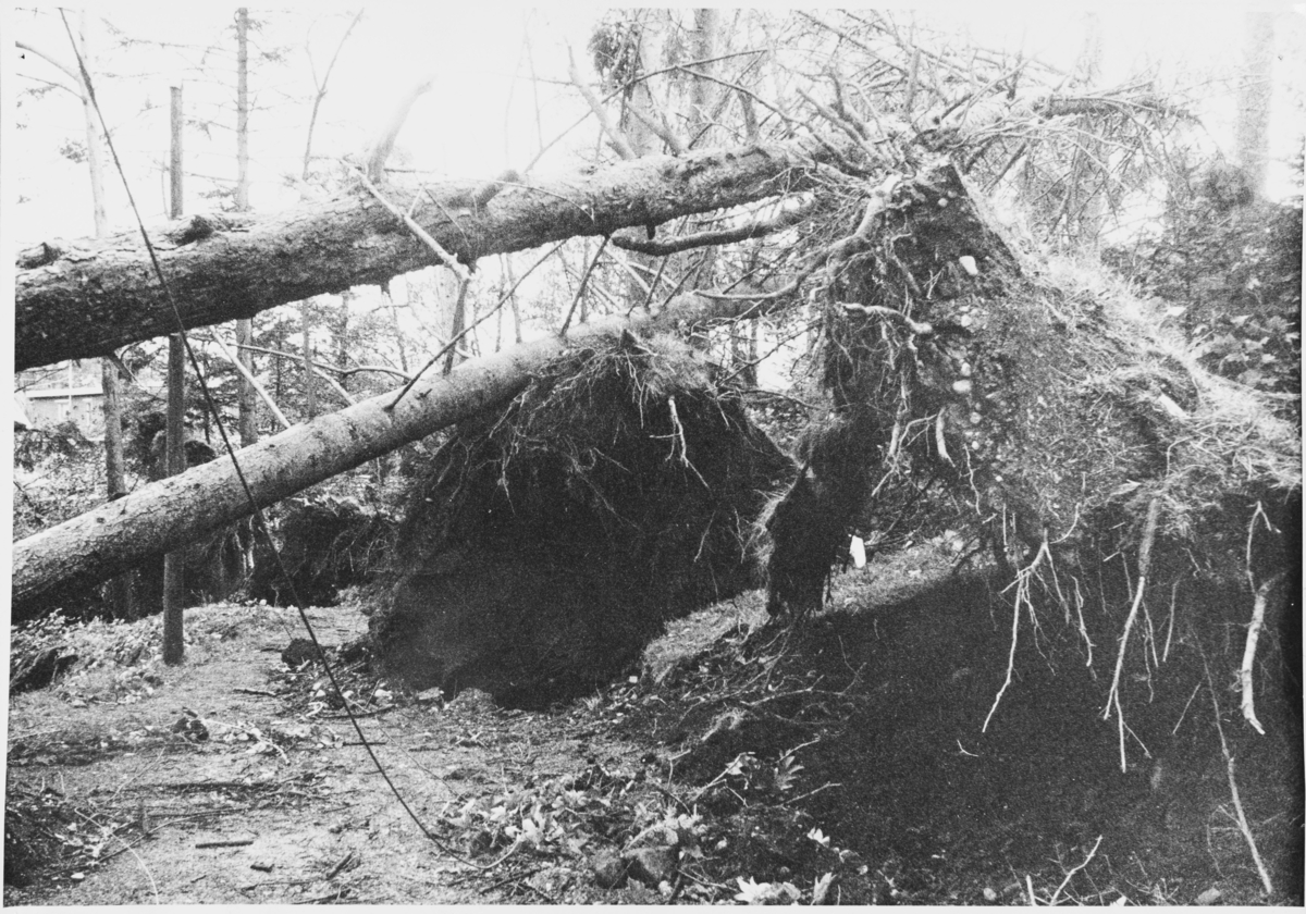 Elverhøy etter orkanen, september 1969.