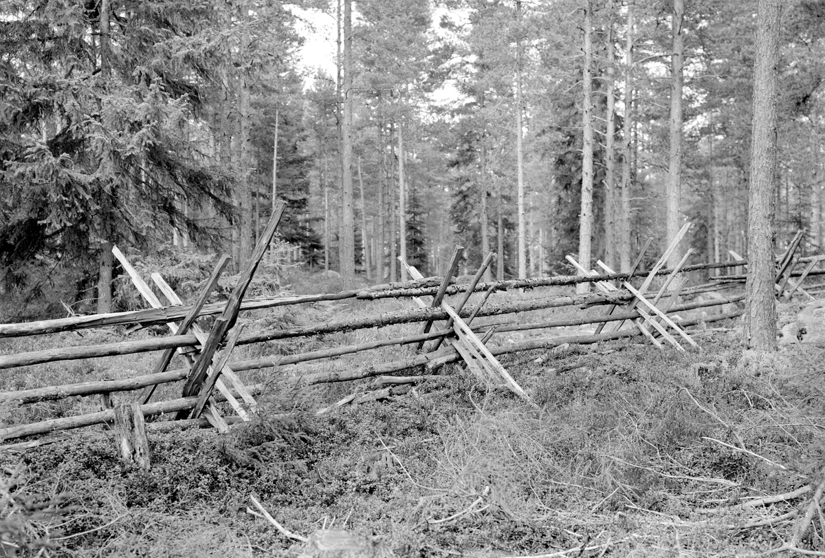 Motiv från gården Svinhults ägor 1944. Exempel på gärdesgård med krysstag.