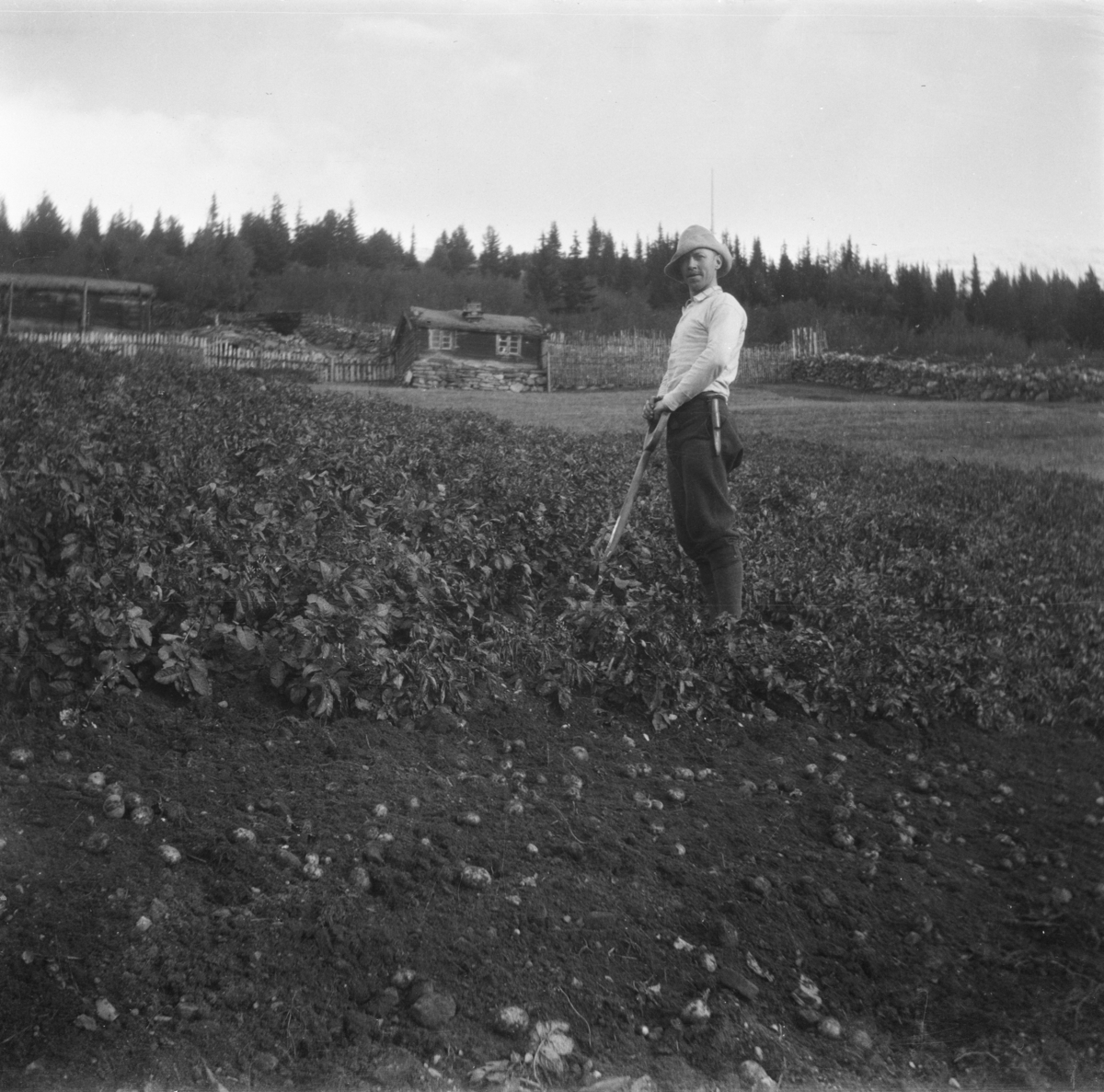 Landskapsbilde fra Høgbrenna i Flatmogredi i Lom. På jordet står en mann som tar opp poteter. I bakgrunnen fjøs, et laftet hus, gjerder og granskog.