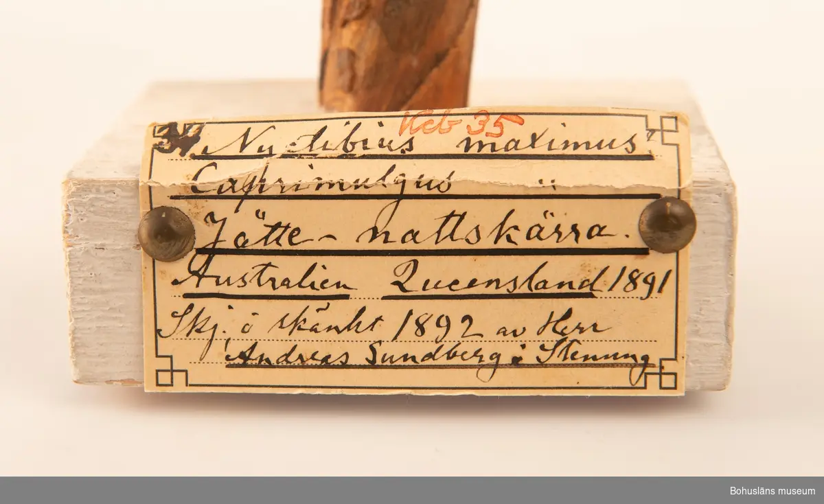 Föremålet visas i basutställningen Uddevalla genom tiderna, Bohusläns museum, Uddevalla.

Jättenattskärra från Queensland, Australien monterad på pinne. Pinnen fäst i vit sockel med etikett framtill.