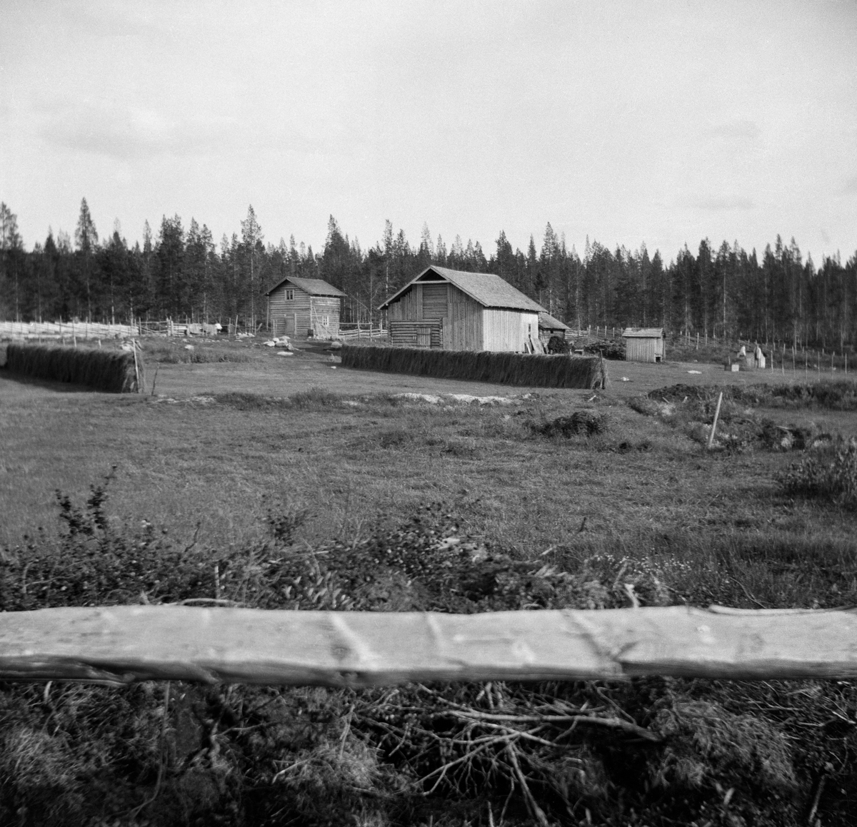 Småbruket Myrvangi i Engerdal. Dette bruket ble bygslet i 1902 av Gjertrud Myrvang (1861-1958) og Per P. Myrvang- (1864-1943).  Bildet er tatt mot bygningene fra utkanten av det ryddete området, med en horisontal kløvd trestamme i forgrunnen. Gjertrud og Per hadde to hus - et halvannenetasjes våningshus med snaut 20 kvadratmeters grunnflate og en fjøs-, stall- og låvebygning med drøyt 100 kvadratmeters grunnflate. Da dette fotografiet ble tatt hadde Gjertrud og Per skått graset som vokste på den dyrkede marka nærmest bygningene og reist hesjer for å tørke høy til vintersesongen. Innmarka er skjermet med en skigard mot nåleskogen i bakgrunnen.