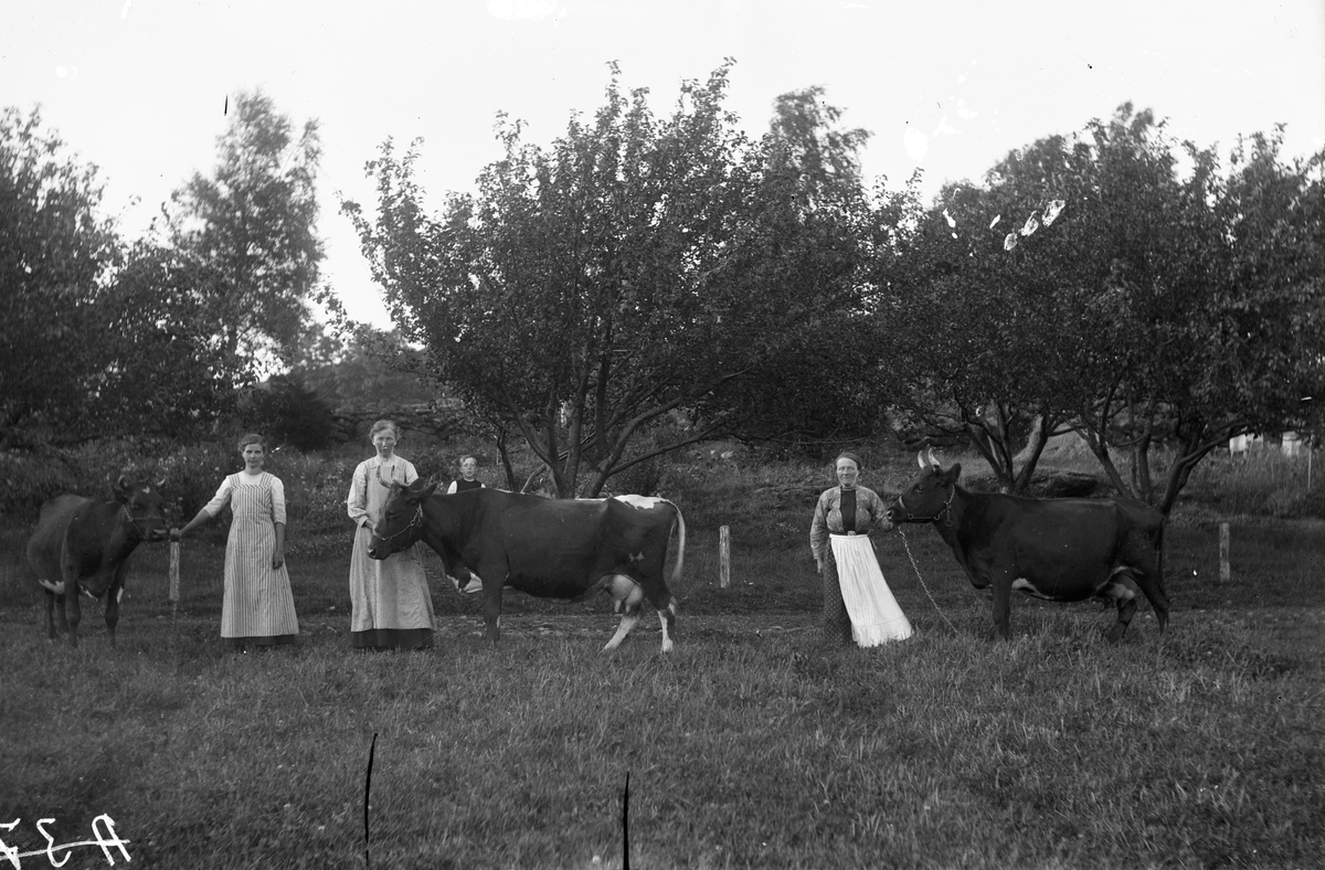 Tre mjölkerskor ute i en hage med var sin ko. Bakom kon i mitten kikar en liten pojke upp. De små träden i slänten kan vara krikon, även kallade fattigmansplommon, vilka lantbrukarna förr gärna lät växa på en stenig kulle där annat inte gick att odla.