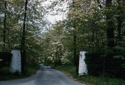 Vei mellom hvite portstolper blomstrende trær