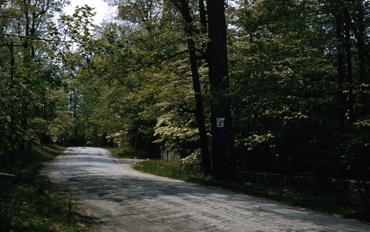 Landevei løvskog
