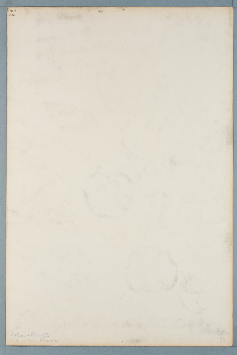Sveriges kulturväxter. Illustration utförd av Henriette Sjöberg. Äpple, Orleans/Renett. Odlat Rosendal 1883. Signerad "H.S. 1883.".