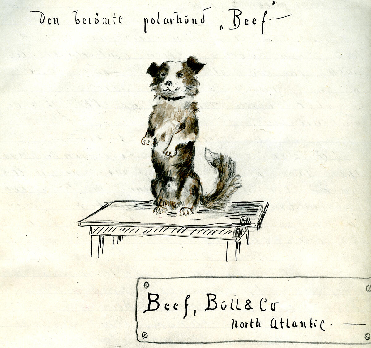 Tegning av en huns som står på på et bord. Han sitter på rumpa og løfter forlabbene