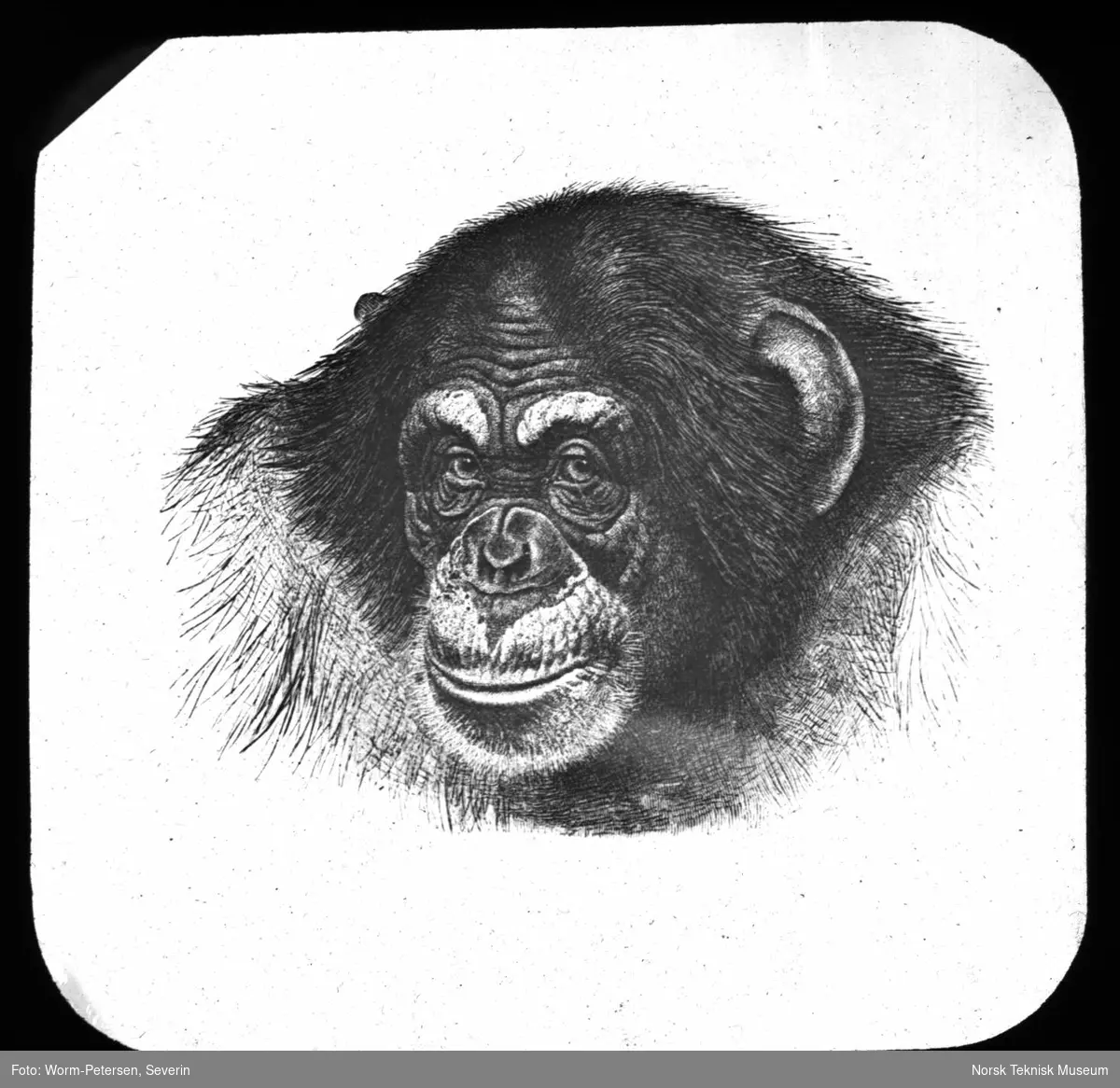 Mannlig sjimpanse