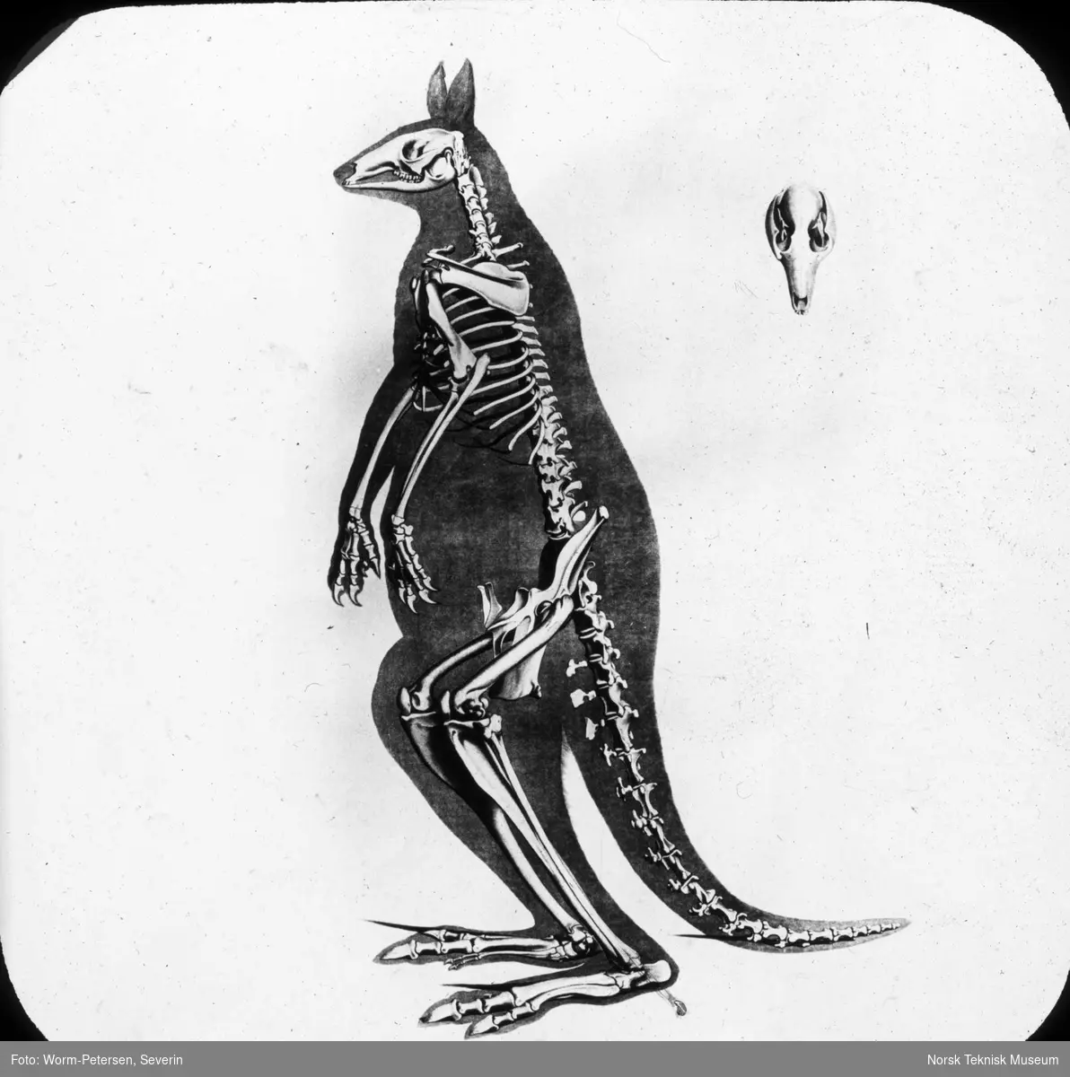 Figur anatomi, skjelett kenguru