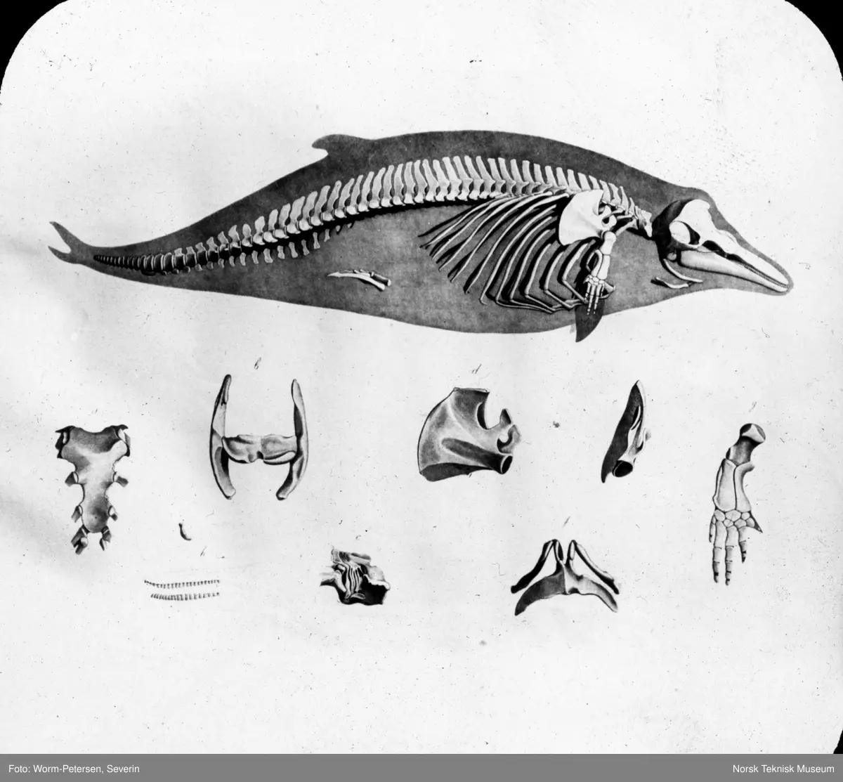 J.O. Hennum: Anatomi og fysiologi - Norsk Teknisk Museum / DigitaltMuseum