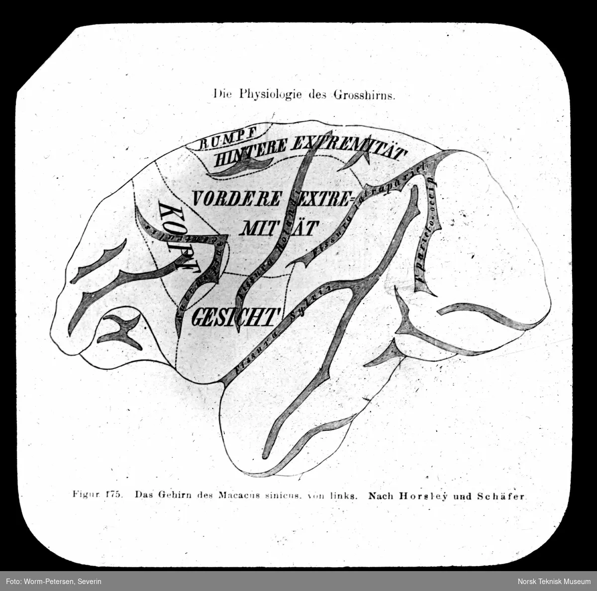 Hjernen til Macacus sinicus fra venstre