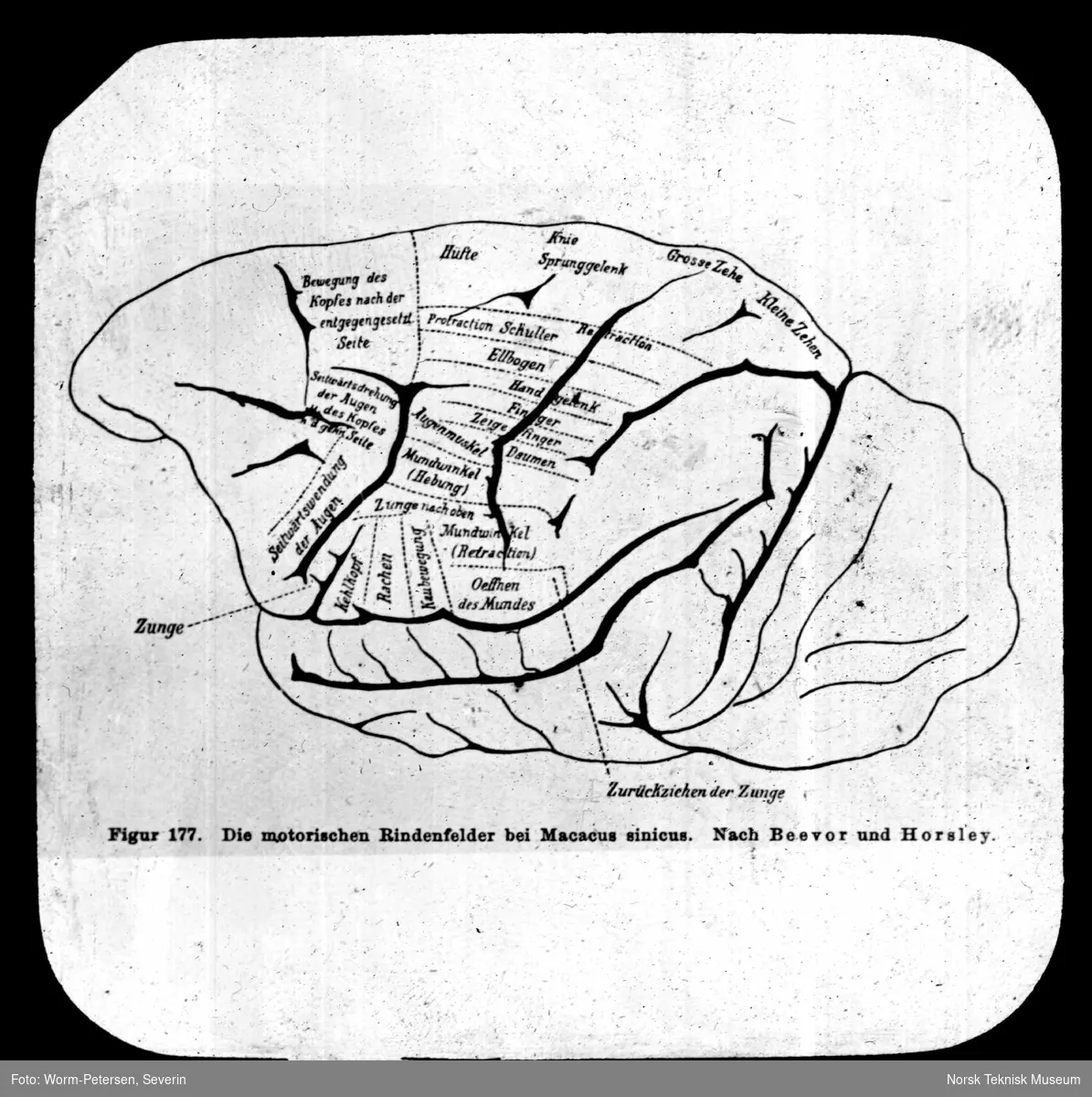 Hjernen til Macacus sinicus, motoriske felt