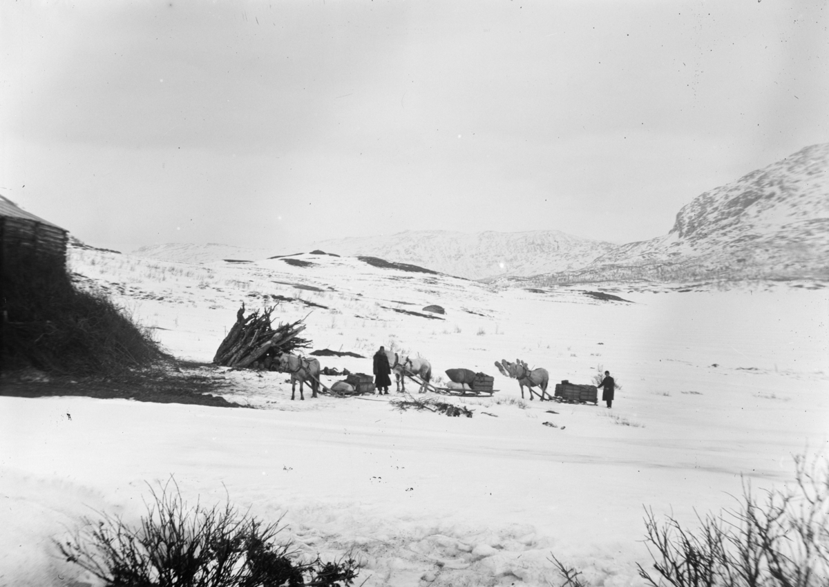 Vinter, Forkjøring ved Bessheim med tre hester og sleder - Maihaugen ...