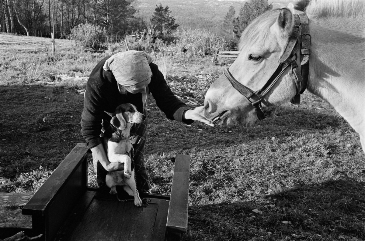 En kvinne steller med en hest og en hund på Røros.