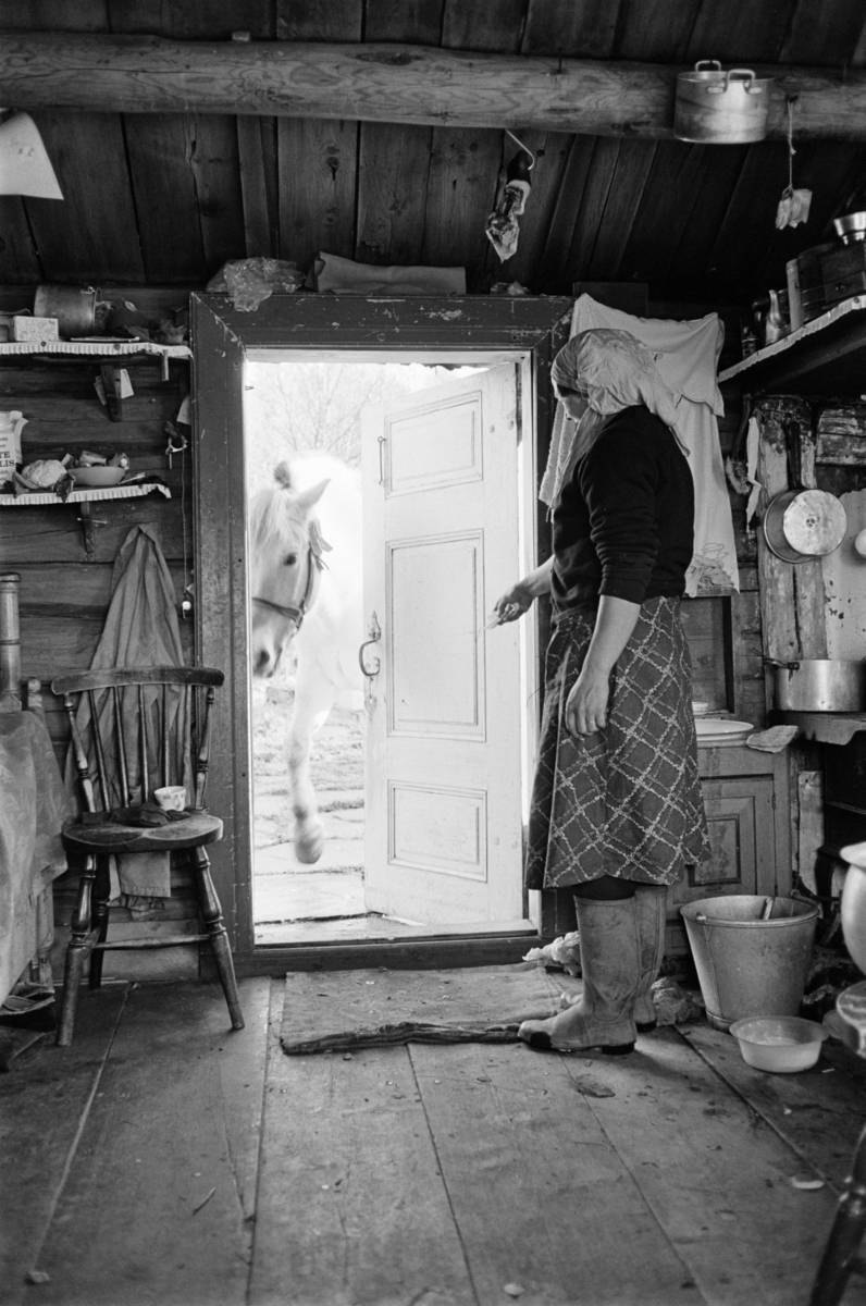 En kvinne står i et kjøkken og mater en hest som står utenfor.