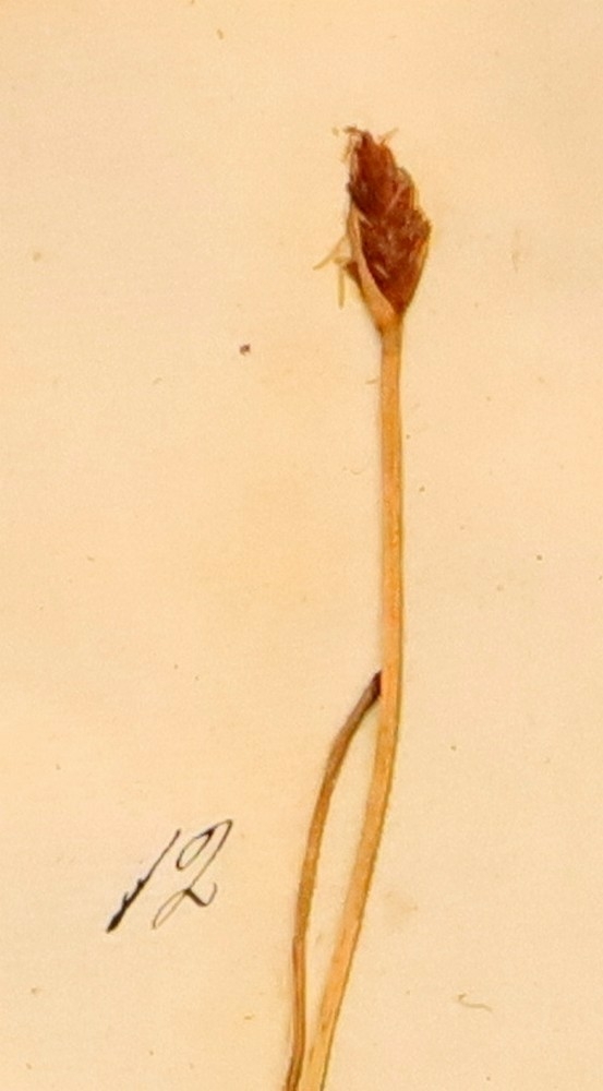 Plante nr. 12 frå Ivar Aasen sitt herbarium.  